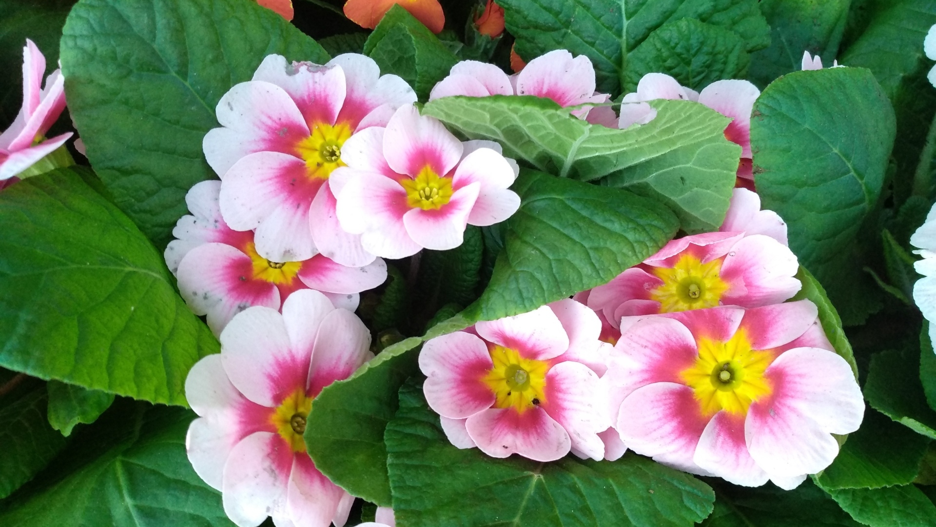 Розовый комнатный цветок примула с зелеными листьями