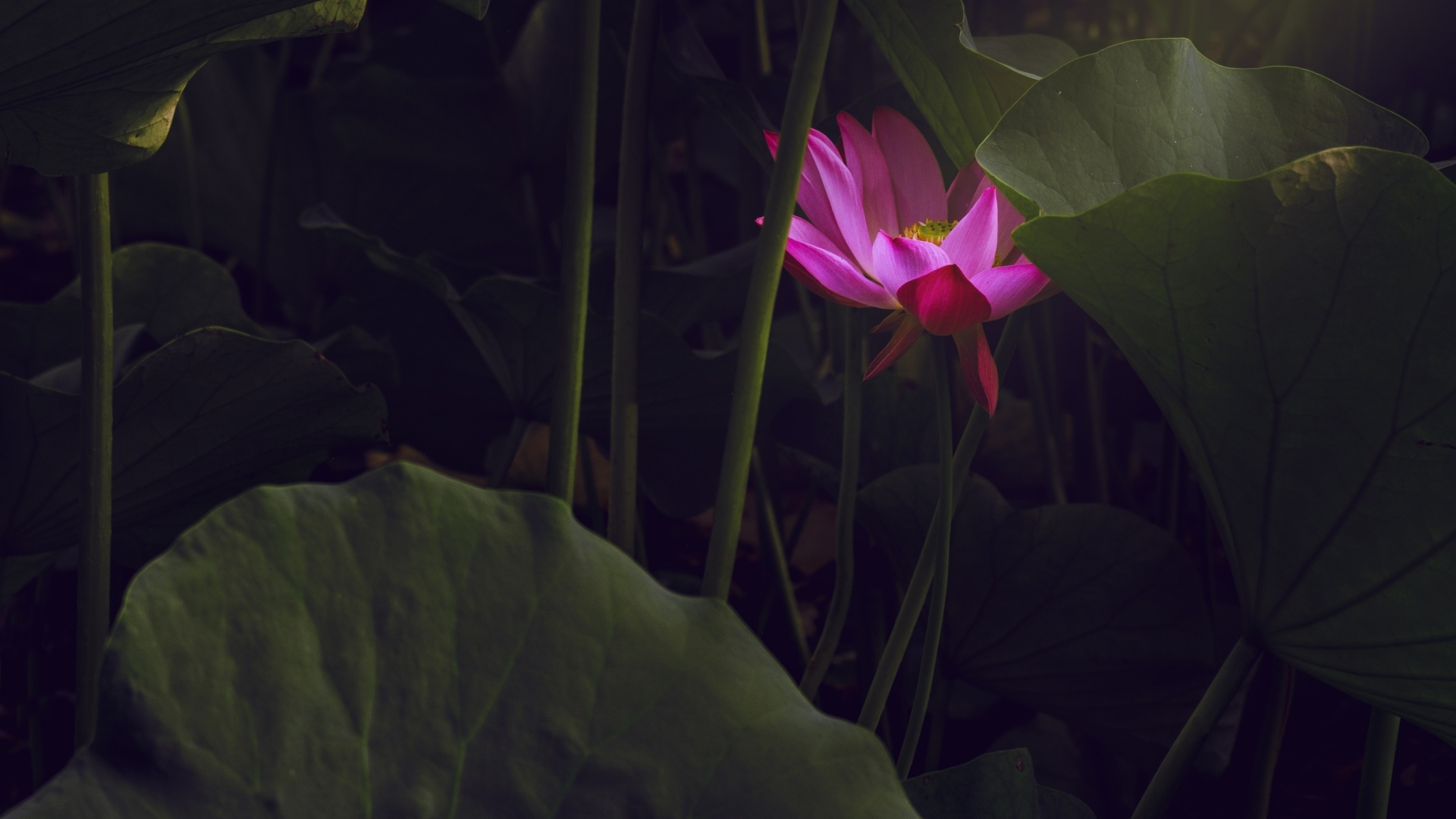 Розовый цветок лотоса спрятан в листьях