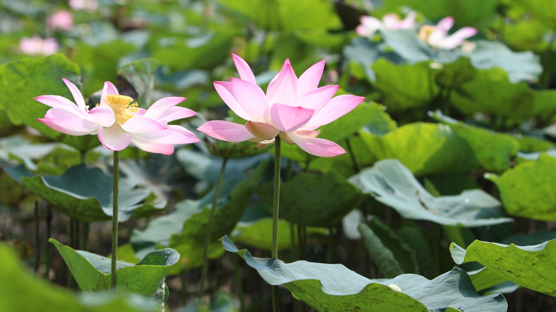 Розовые цветы лотоса с большими зелеными листьями в пруду