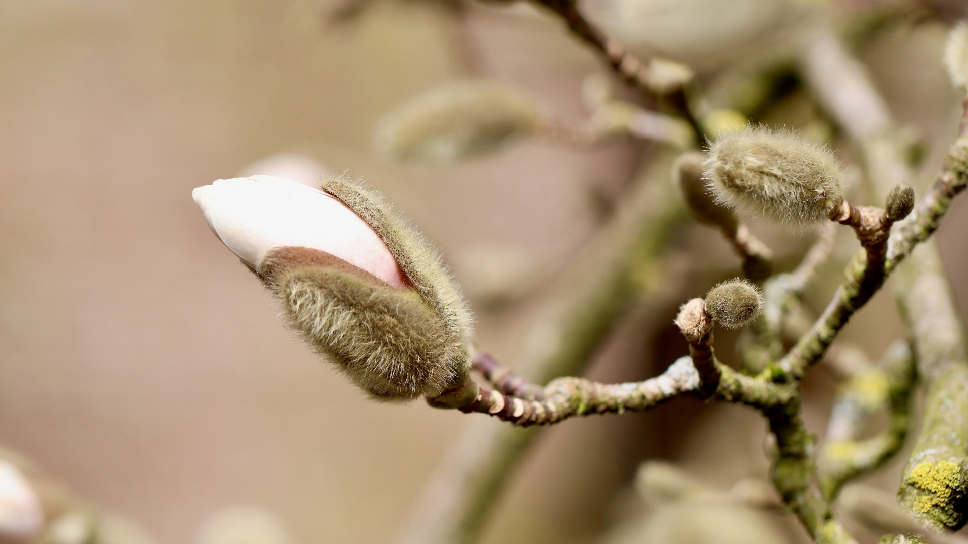 Розовый цветок магнолии распускается на ветке