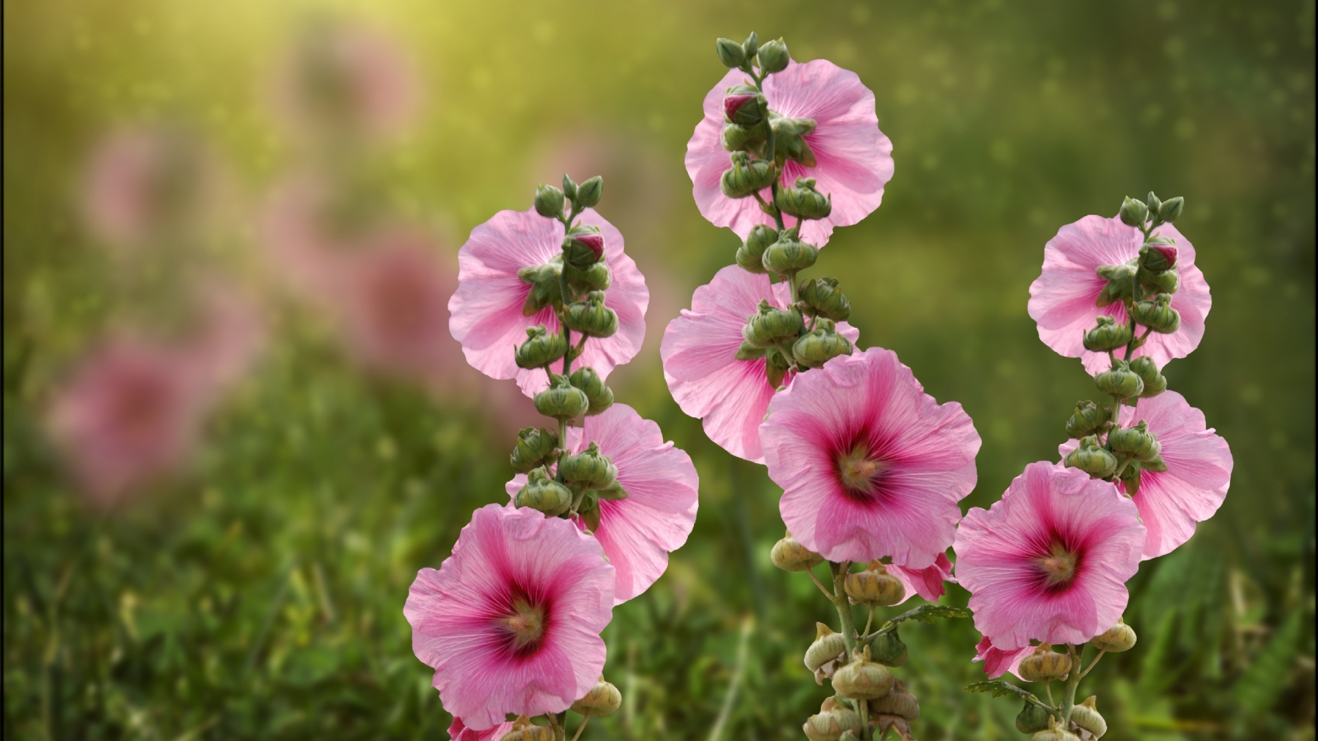 Розовые мальвы в лучах летнего солнца