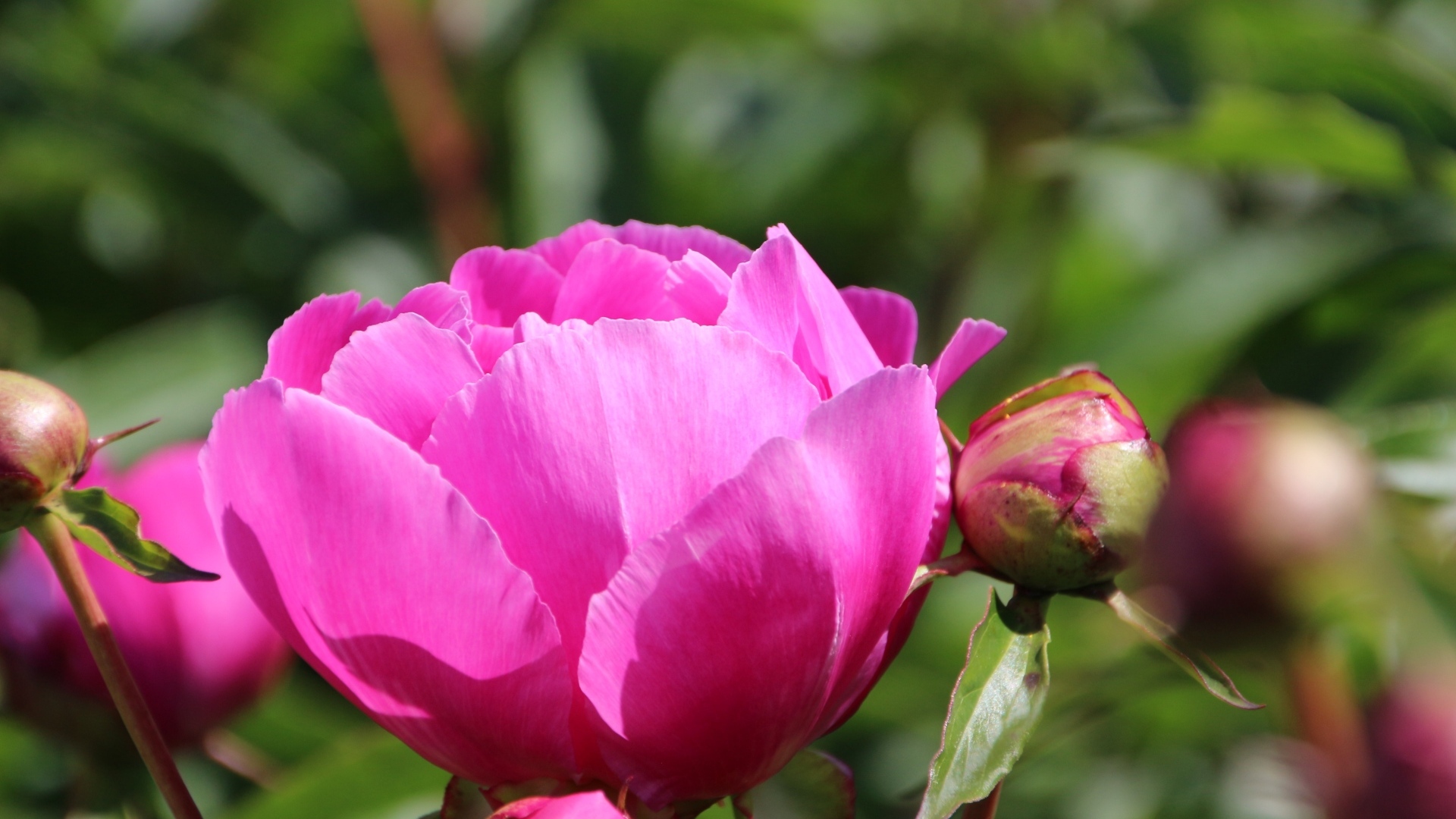 Розовые пионы с бутонами на клумбе