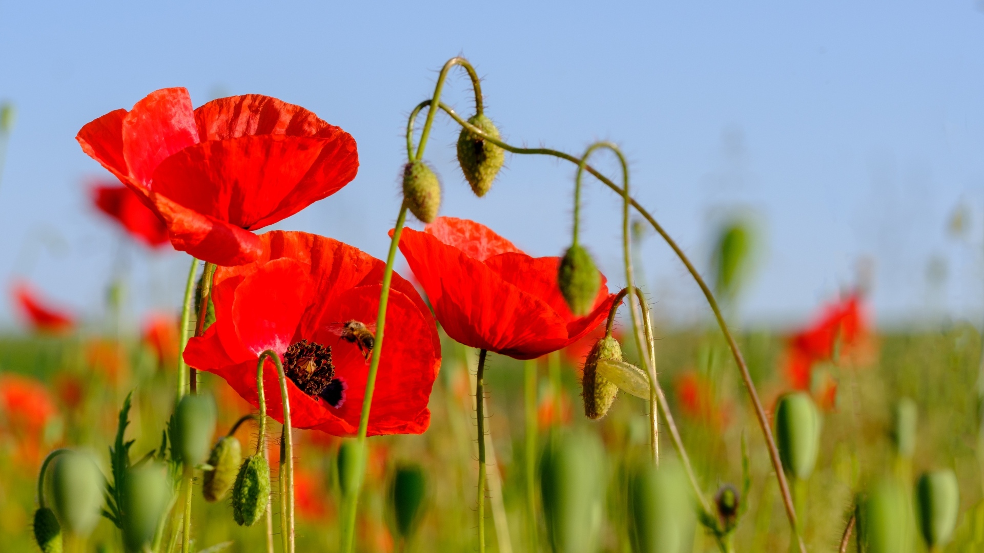 Розовые маки в поле под голубым небом