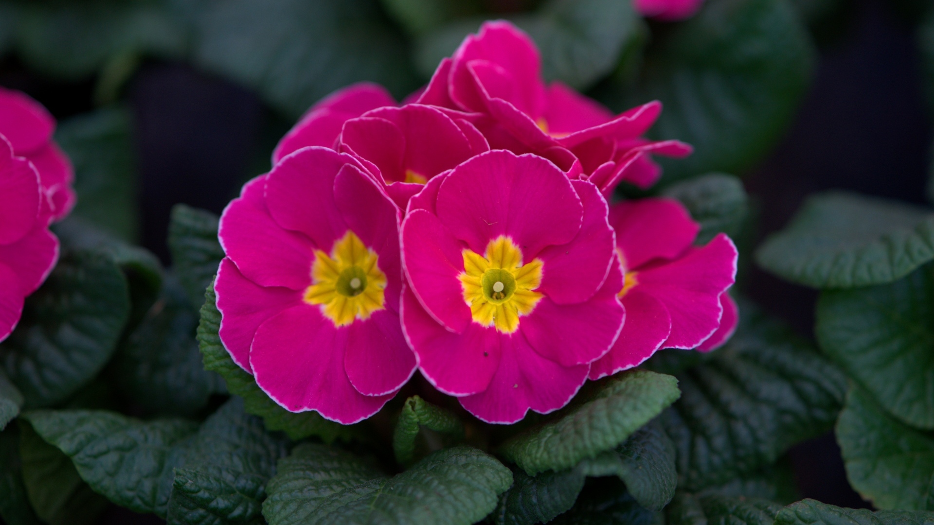 Розовый цветок примулы в горшке