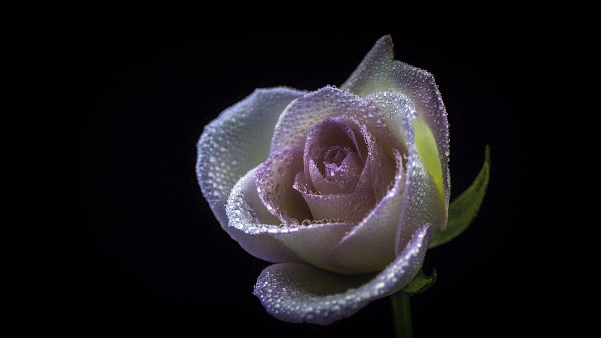 Розовый цветок розы в каплях  росы на черном фоне