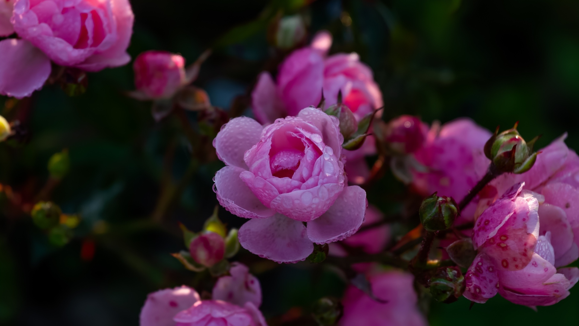 Розовые цветы розы с бутонами в каплях росы