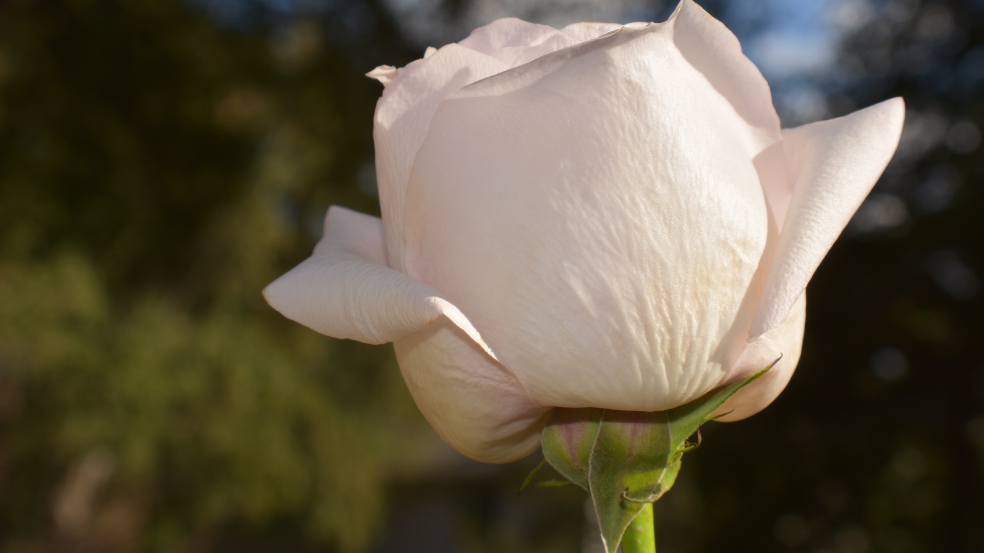 Розовая роза в лучах солнца крупным планом