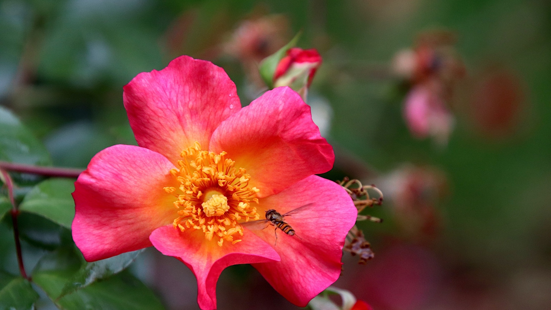 Розовый цветок шиповника с пчелой