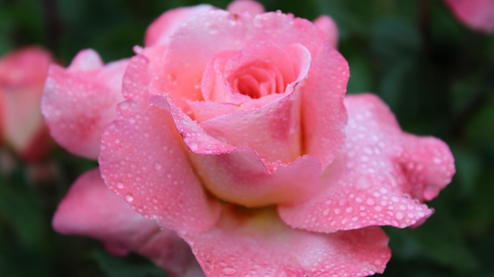 Розовая чайная роза в каплях дождя