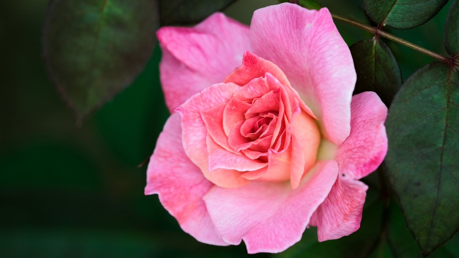 Розовая чайная роза с зелеными листьями