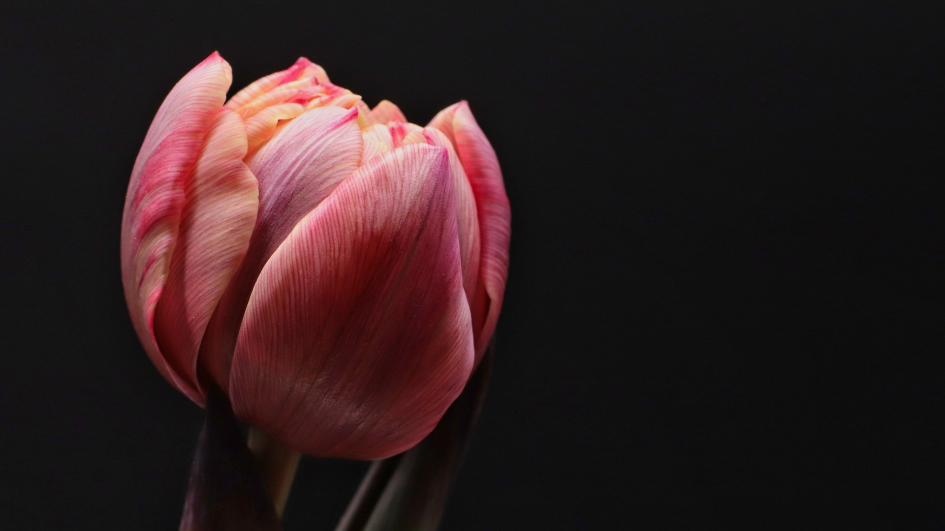 Розовый тюльпан распускается на черном фоне