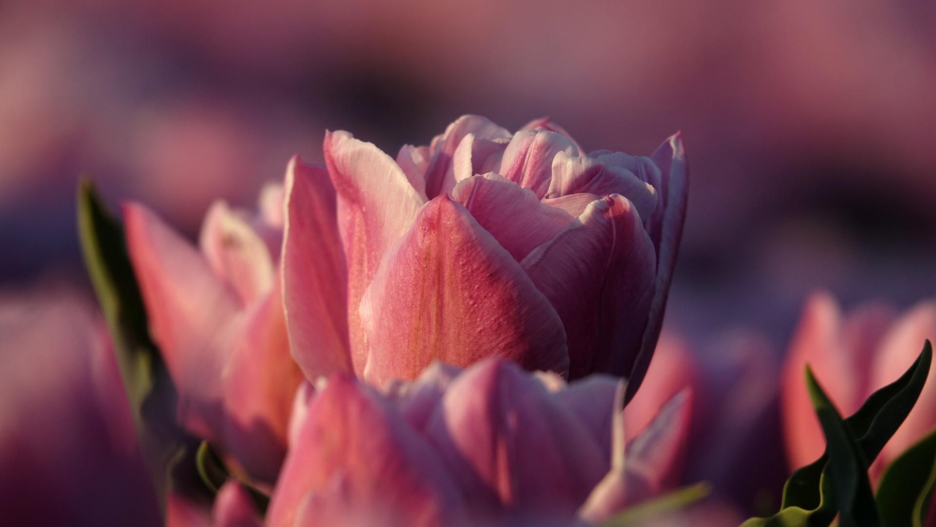 Розовые тюльпаны на клумбе в лучах солнца