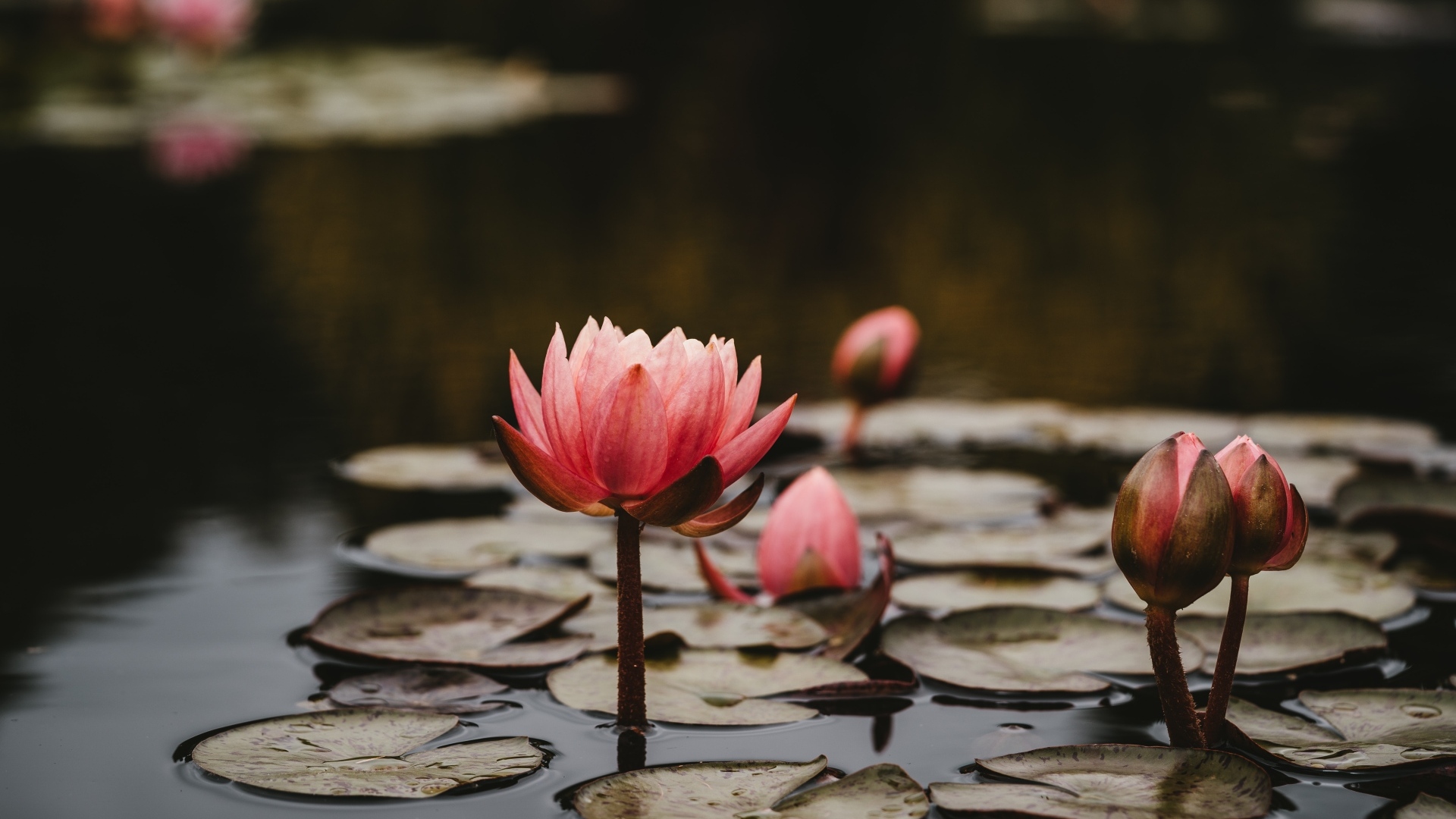 Розовые цветы водяной лилии с бутонами в пруду