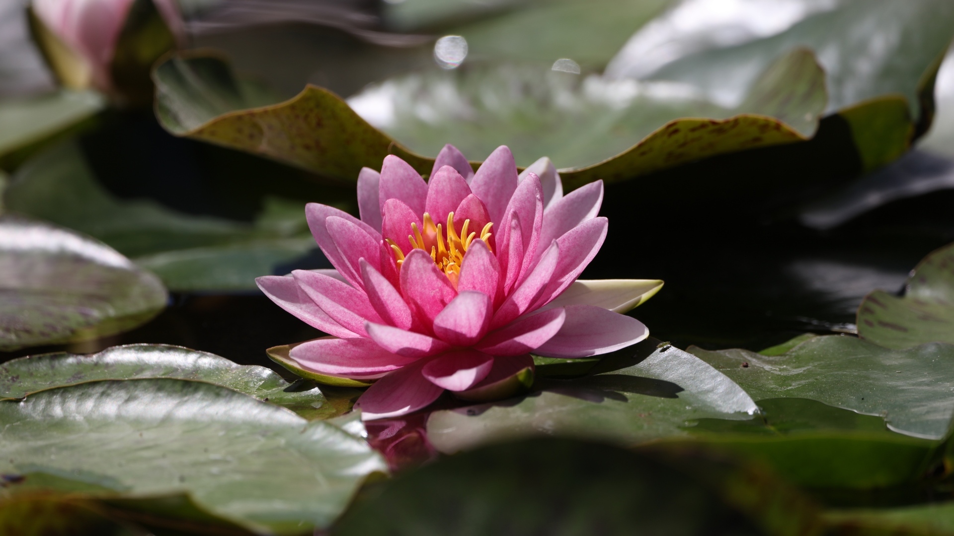 Розовая водяная лилия в зелеными листьями в пруду 