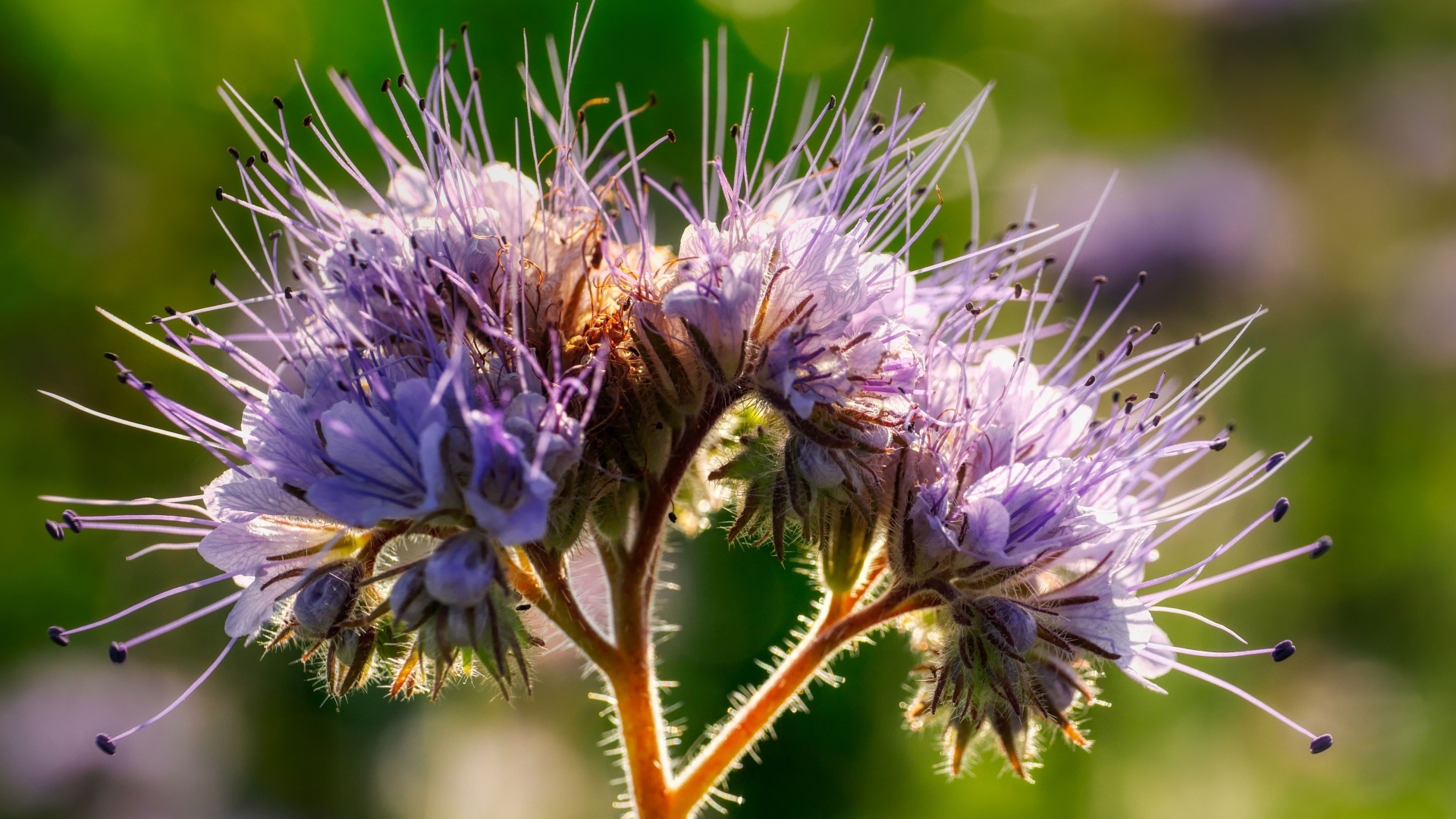 Фиолетовый цветок Фацелия крупным