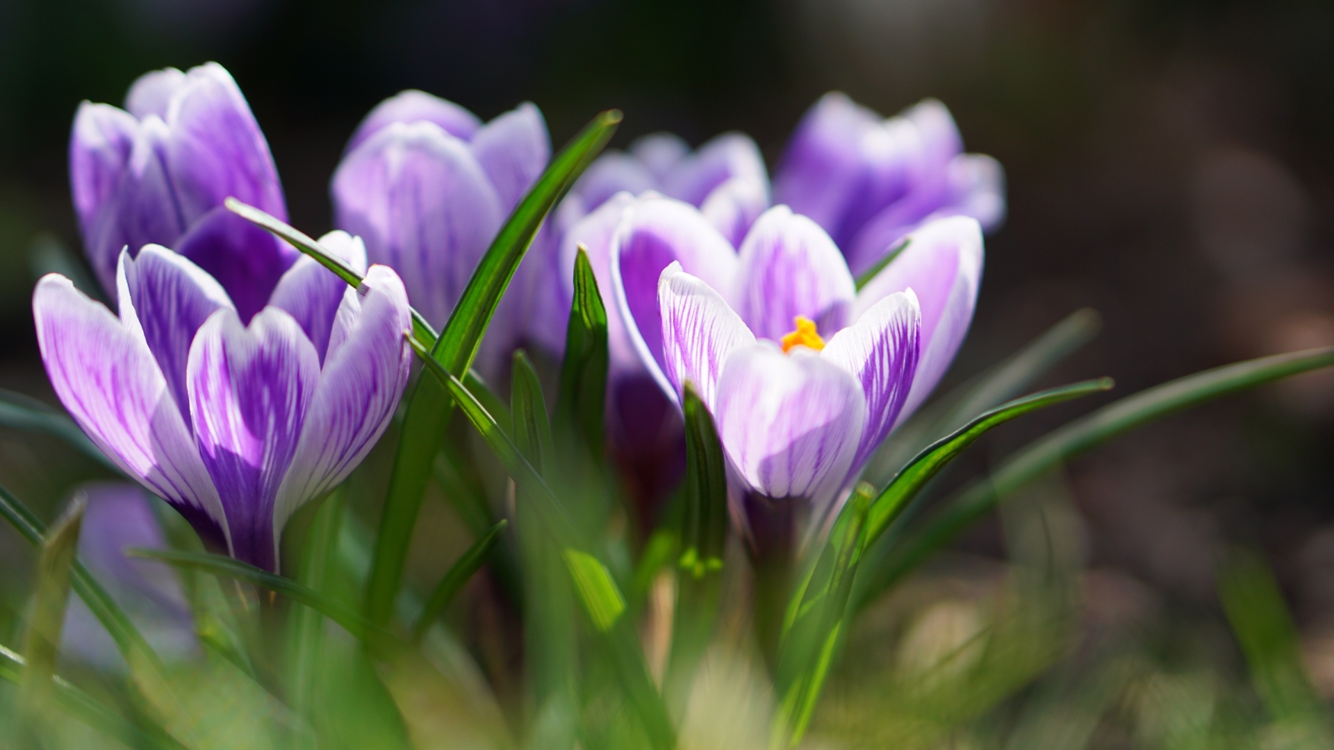 Фиолетовые цветы крокуса  в зеленой листве