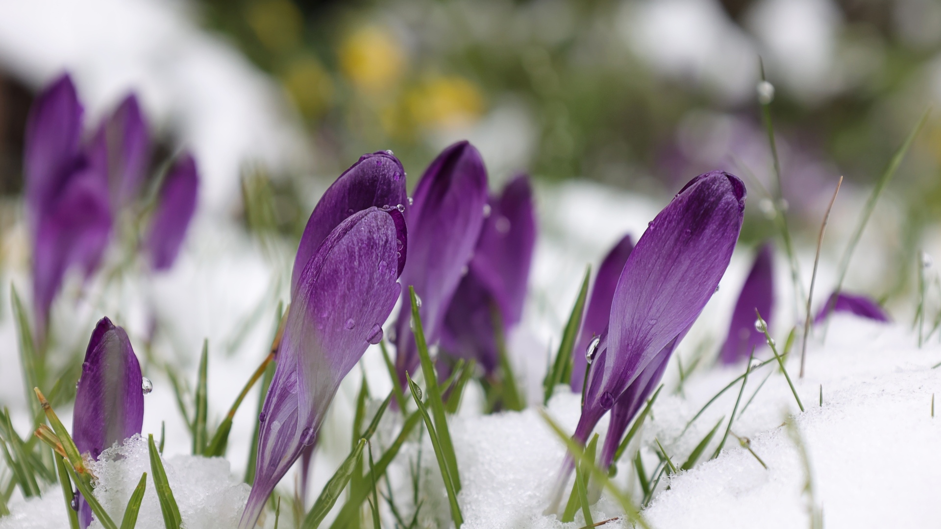 Фиолетовые крокусы в белом холодном снегу весной