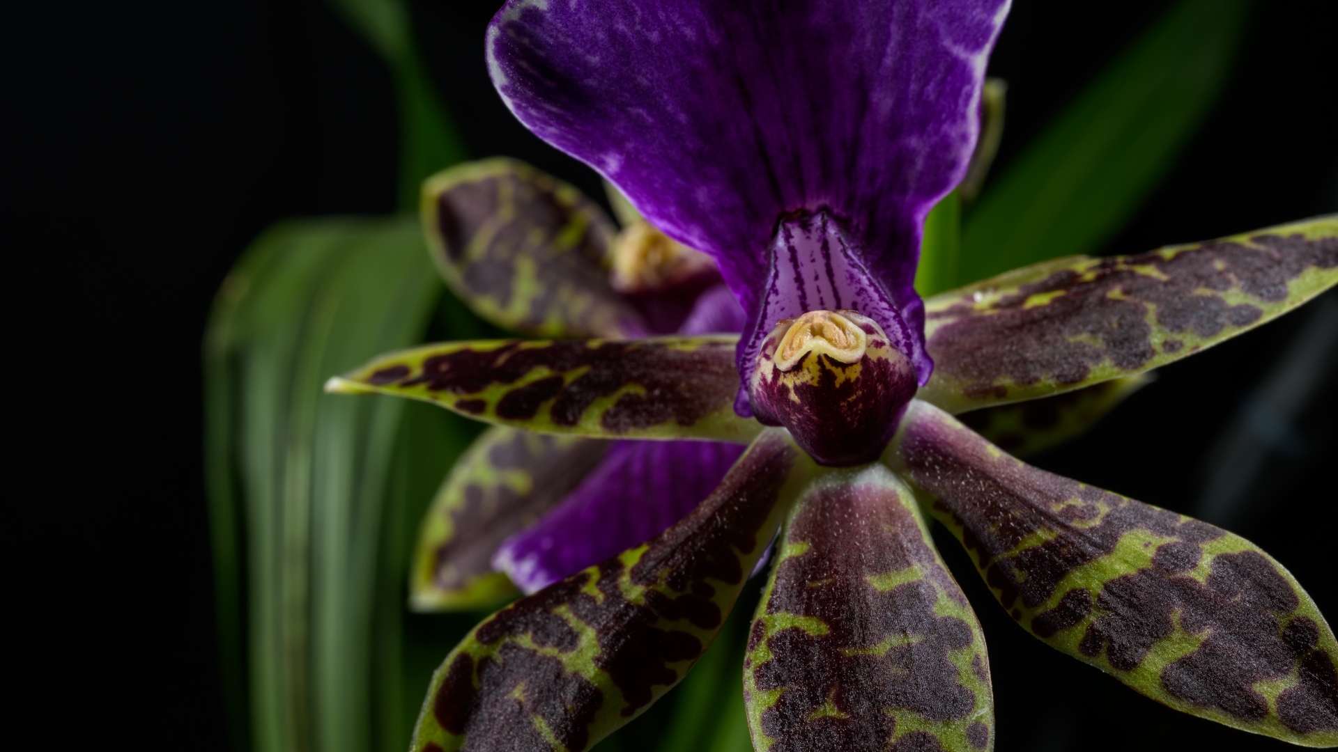 Фиолетовая орхидея на черном фоне