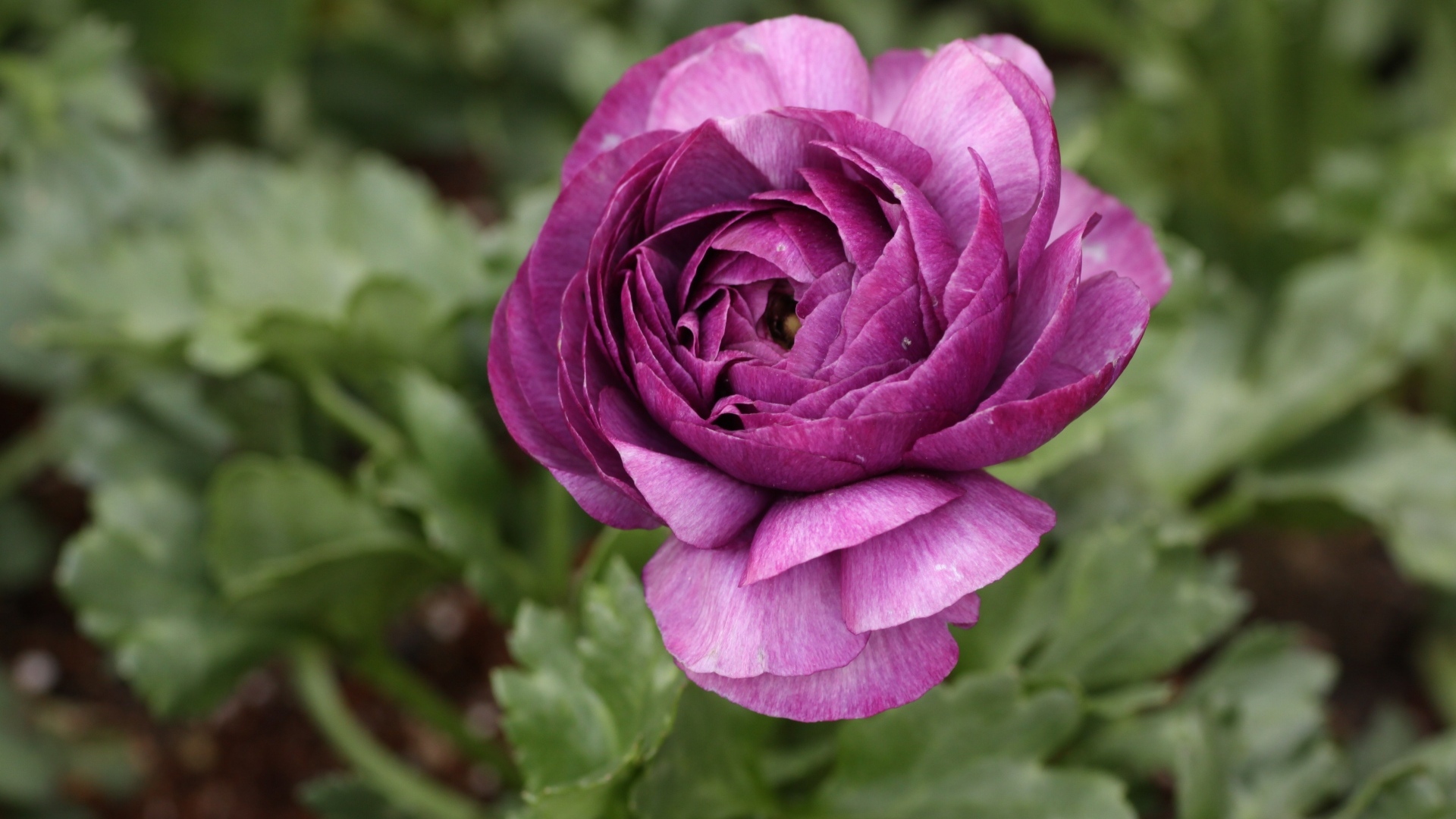 Фиолетовый цветок лютика крупным планом