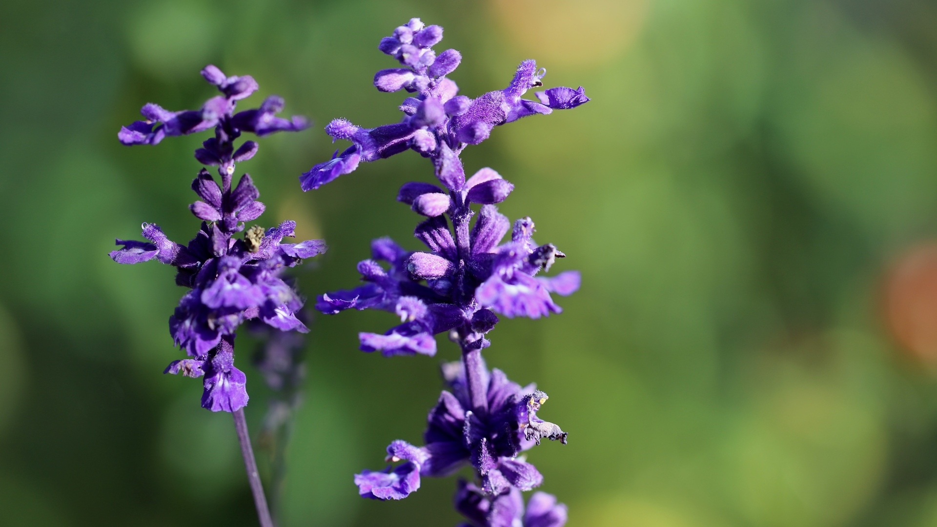 Фиолетовые цветы шалфея крупным планом