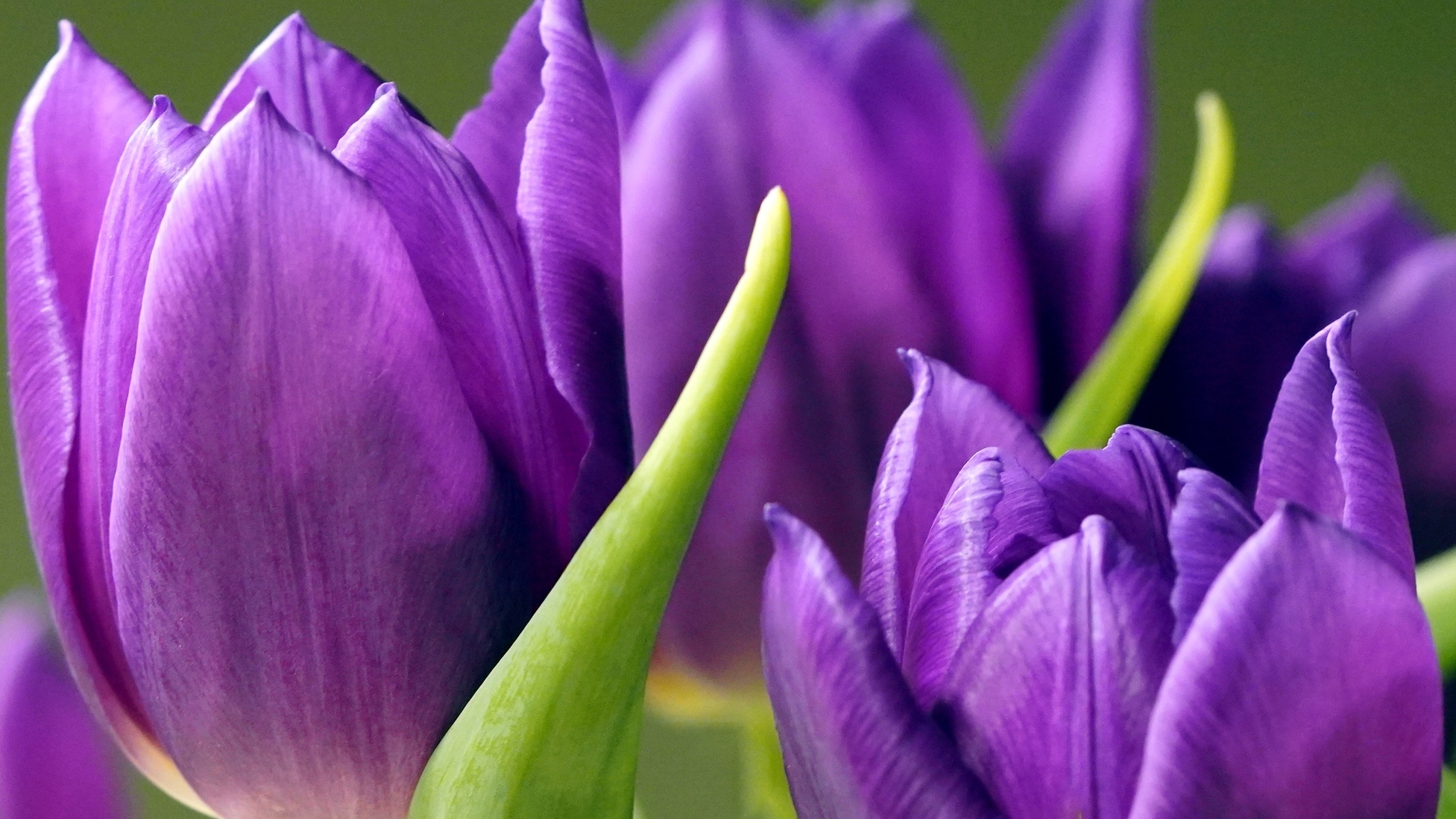 Фиолетовые тюльпаны крупным планом