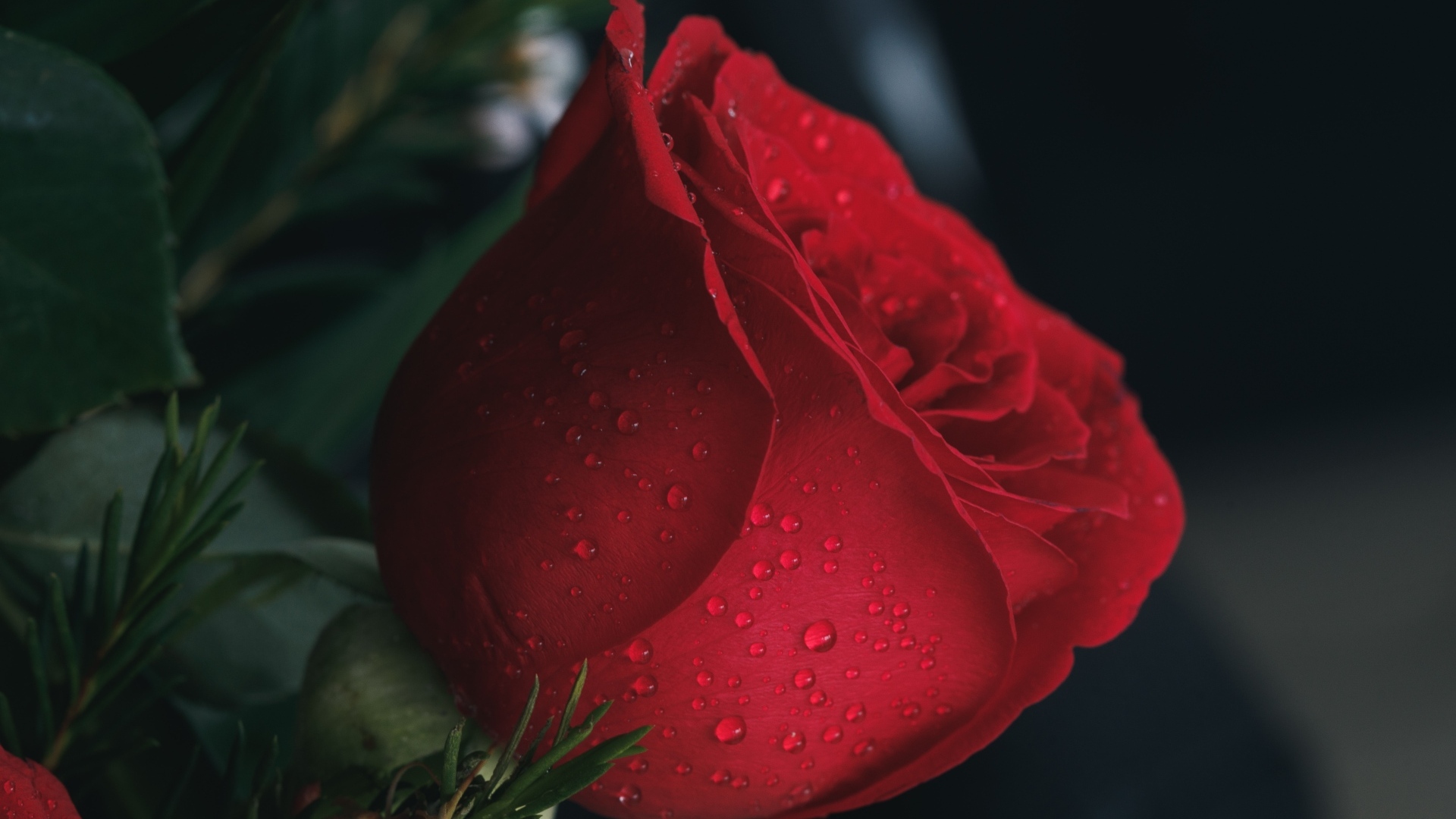 Красная английская роза в каплях росы