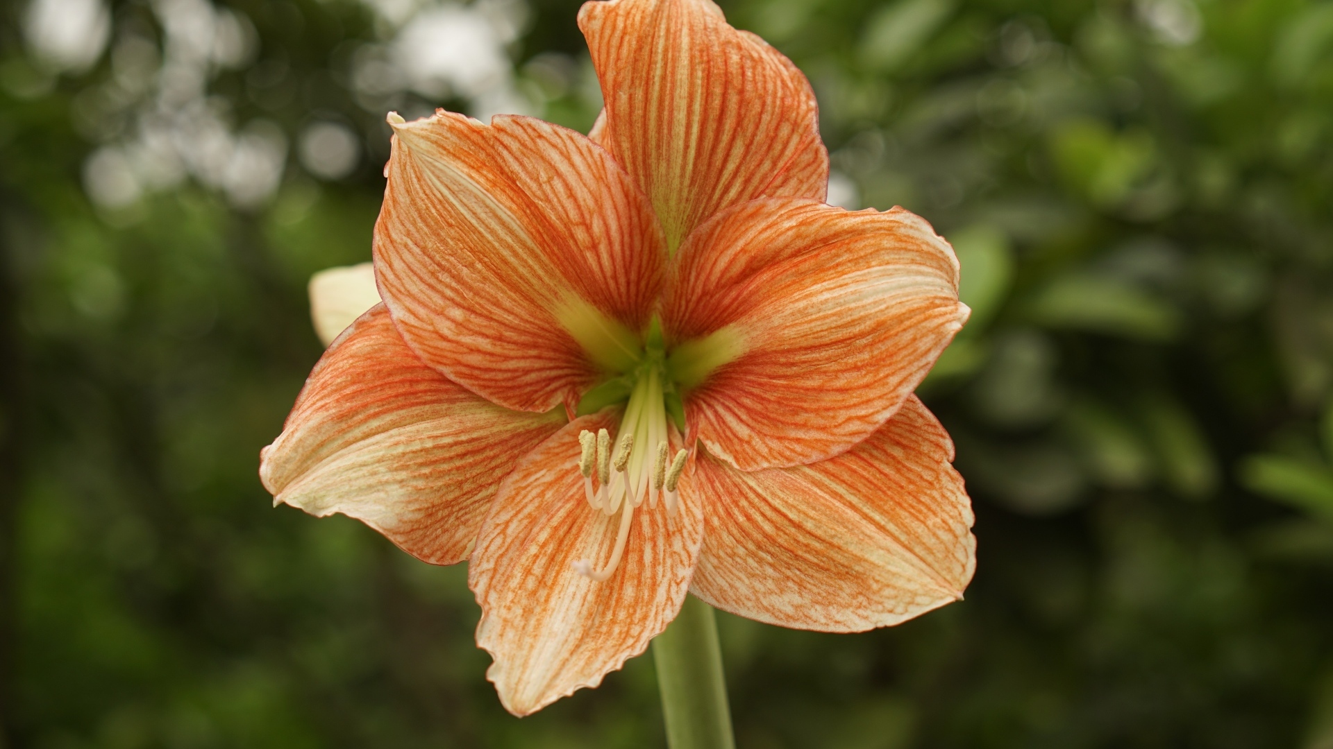 Красный цветок амариллиса крупным планом