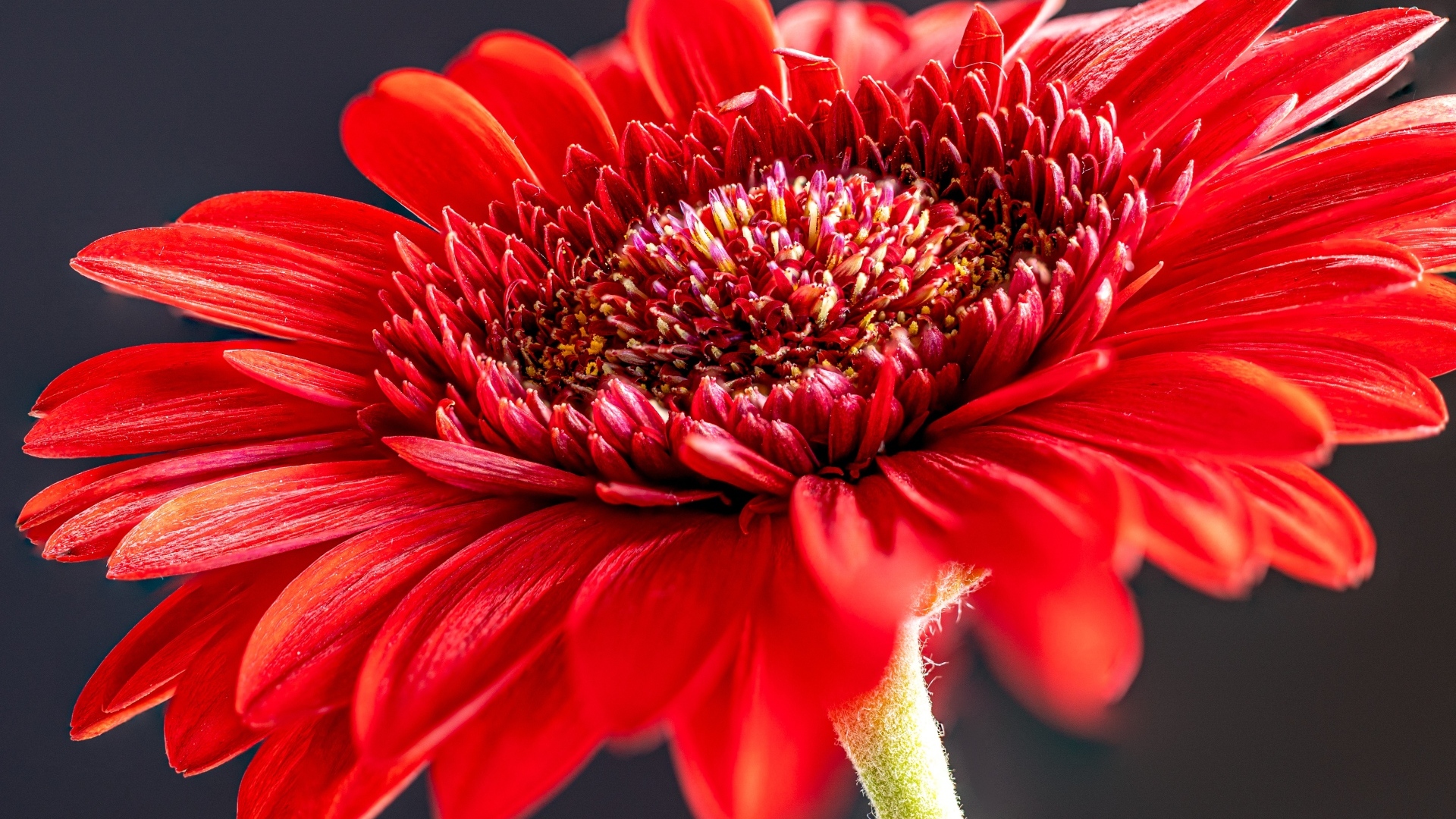 Красный красивый цветок герберы крупным планом