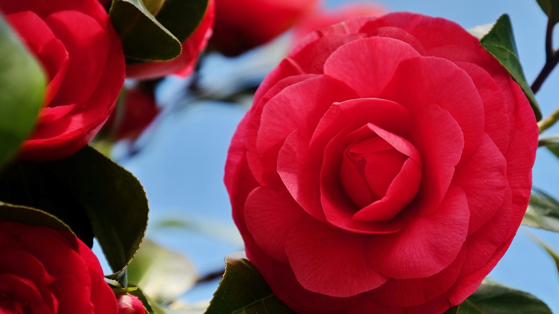 Красные цветы камелии крупным планом