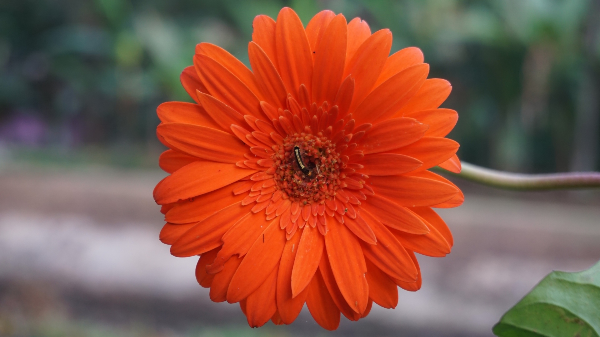 Красная нежная гербера с тонким стеблем