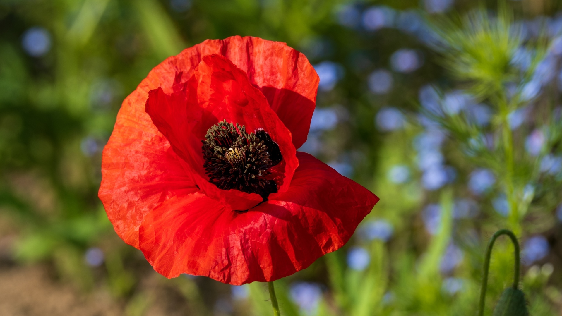 Красный полевой мак с черной серединкой