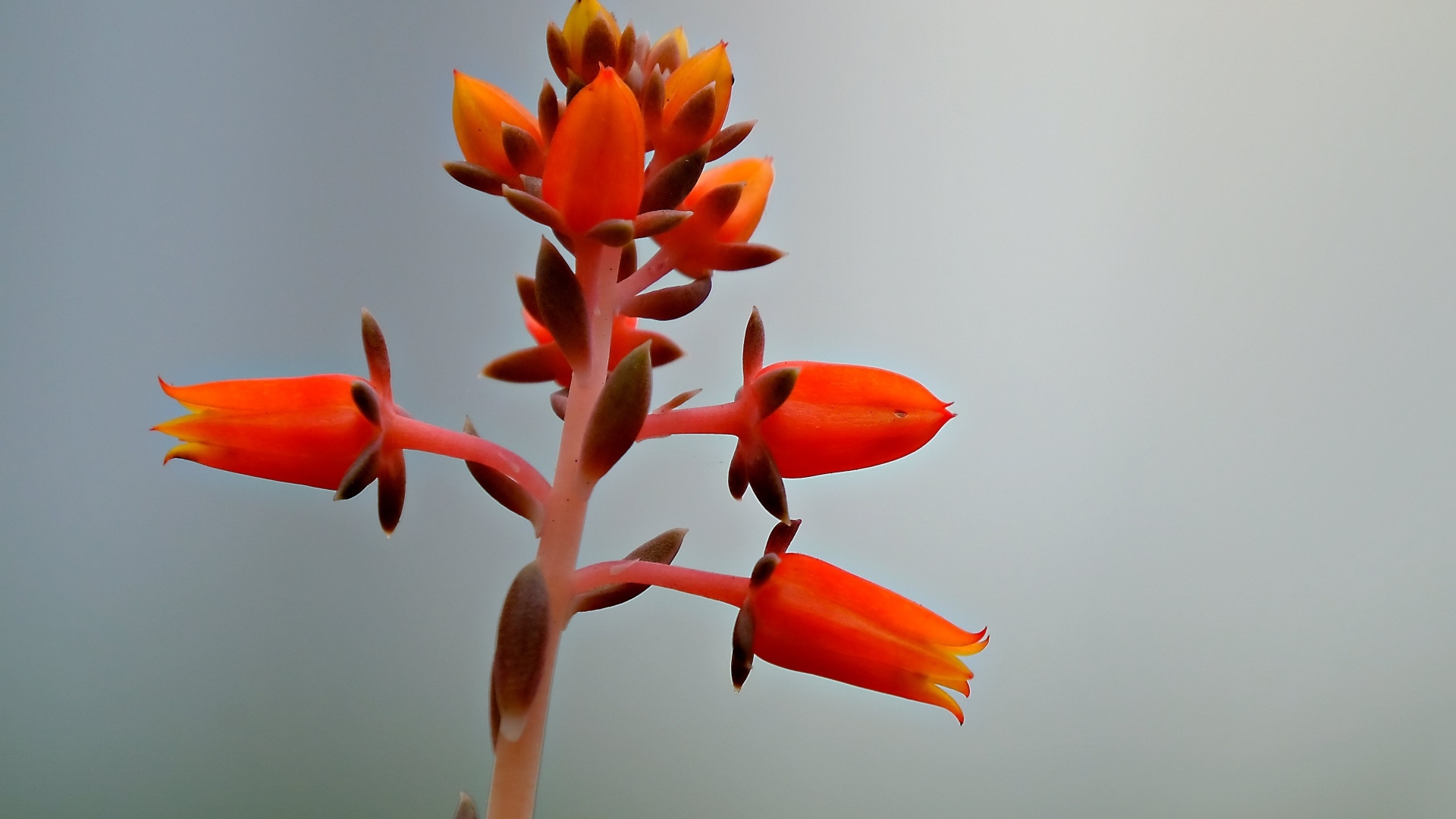 Красный цветок на сером фоне 