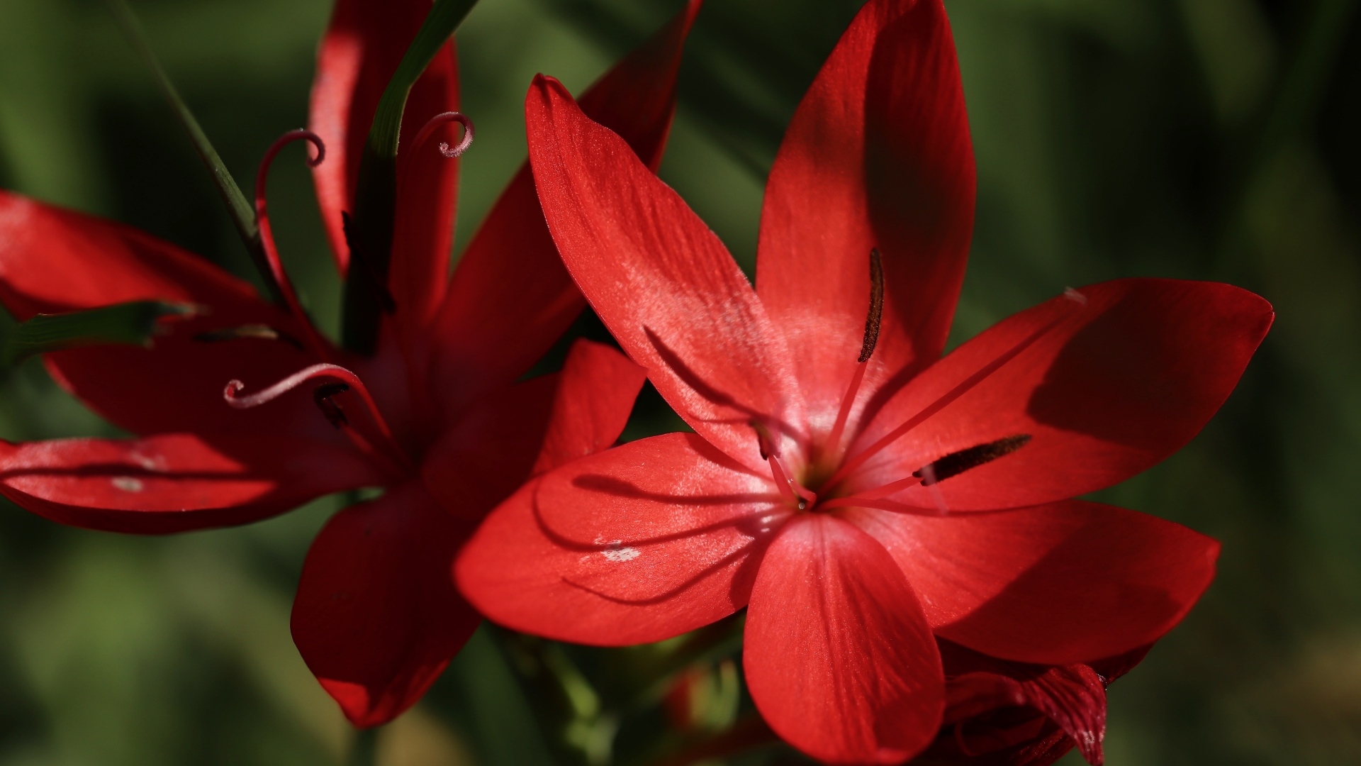 Красные цветы hesperantha семейства ирисовых