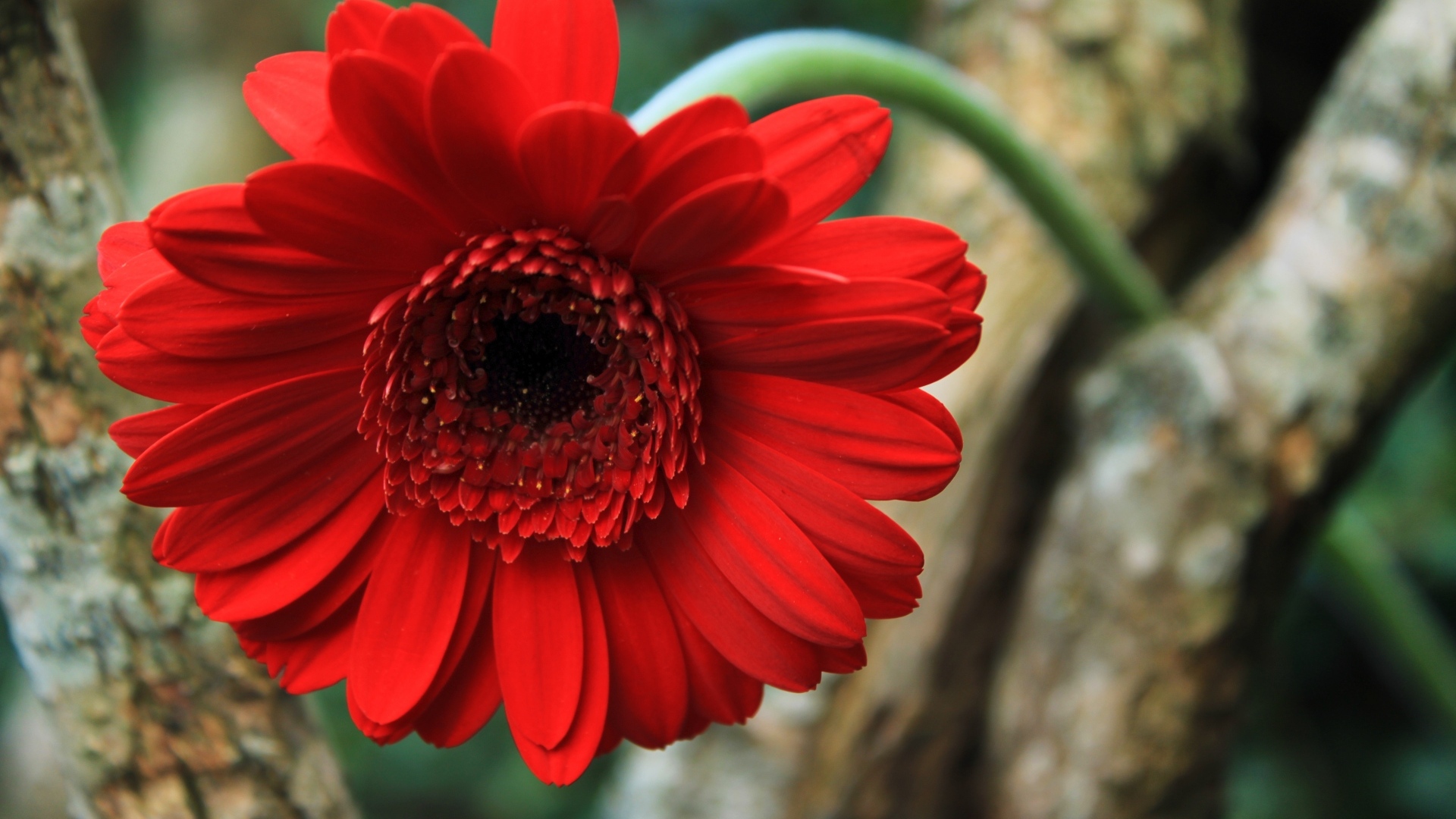 Красный цветок герберы на дереве