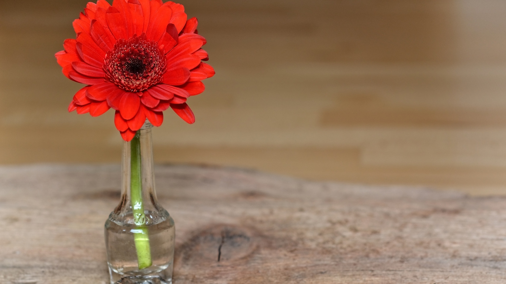 Красная гербера в стеклянной бутылке