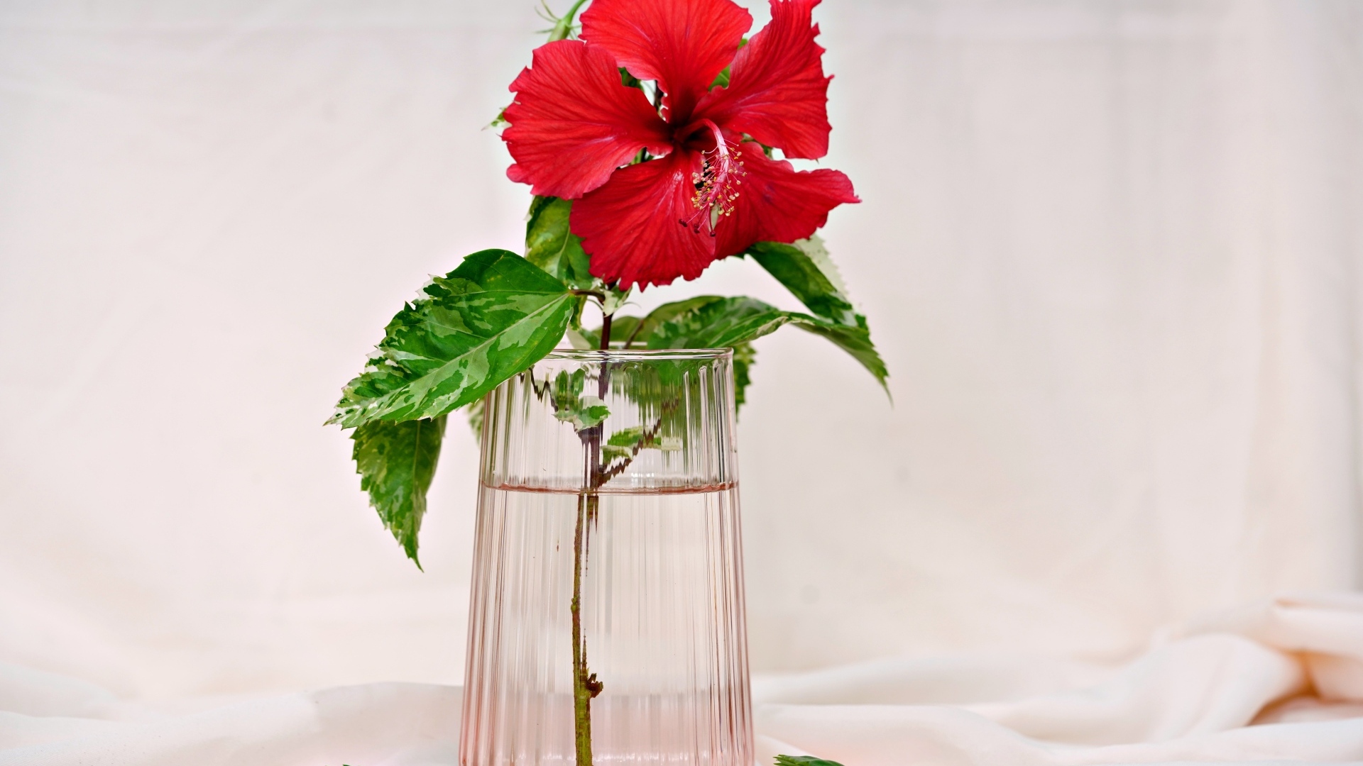 Красный цветок гибискуса в вазе на столе