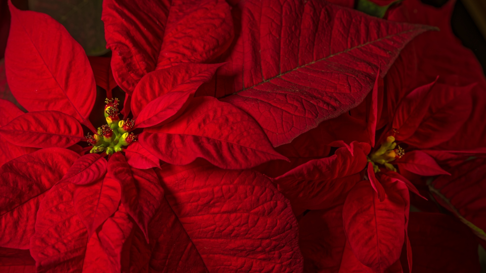 Красный комнатный цветок молочай