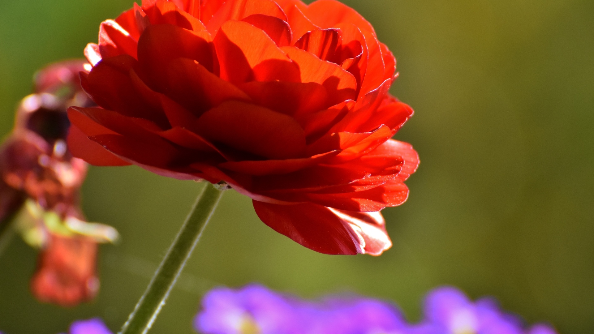 Красный пышный цветок лютика