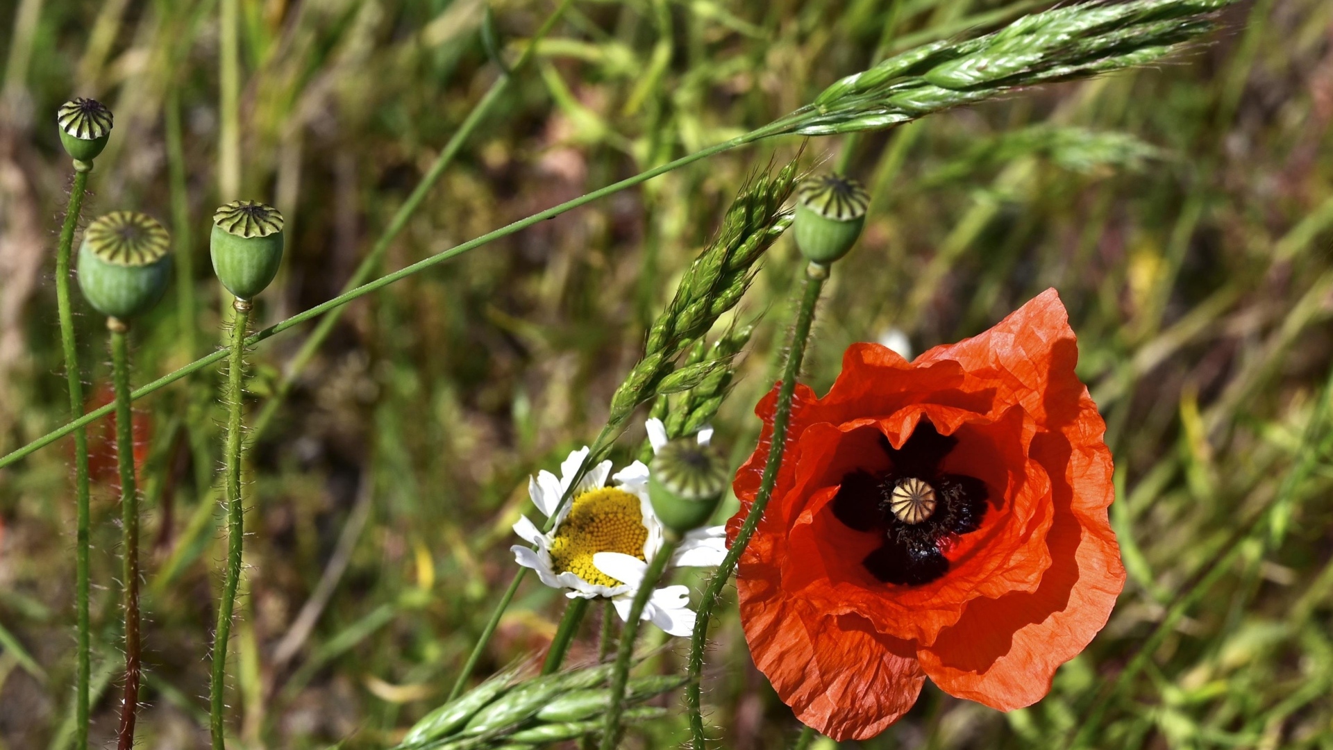 Цветок красного мака в траве