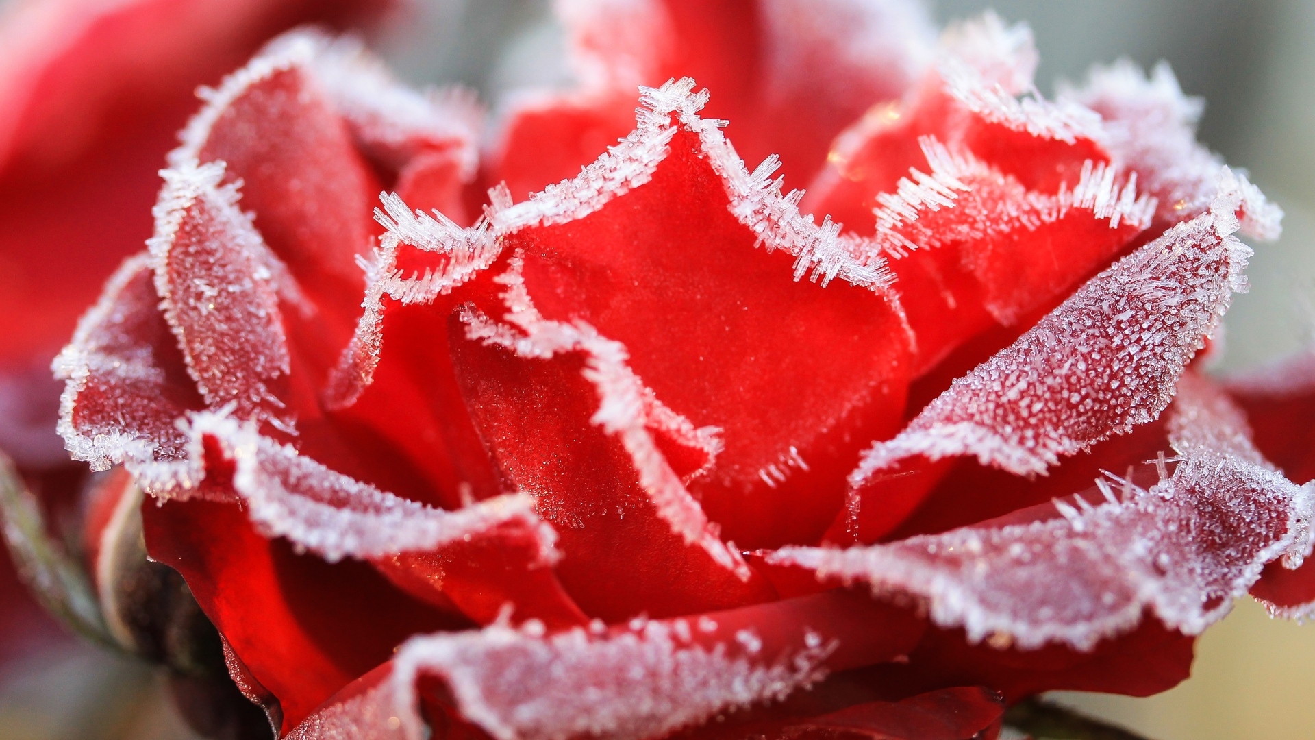 Красная роза покрыта инеем крупным планом