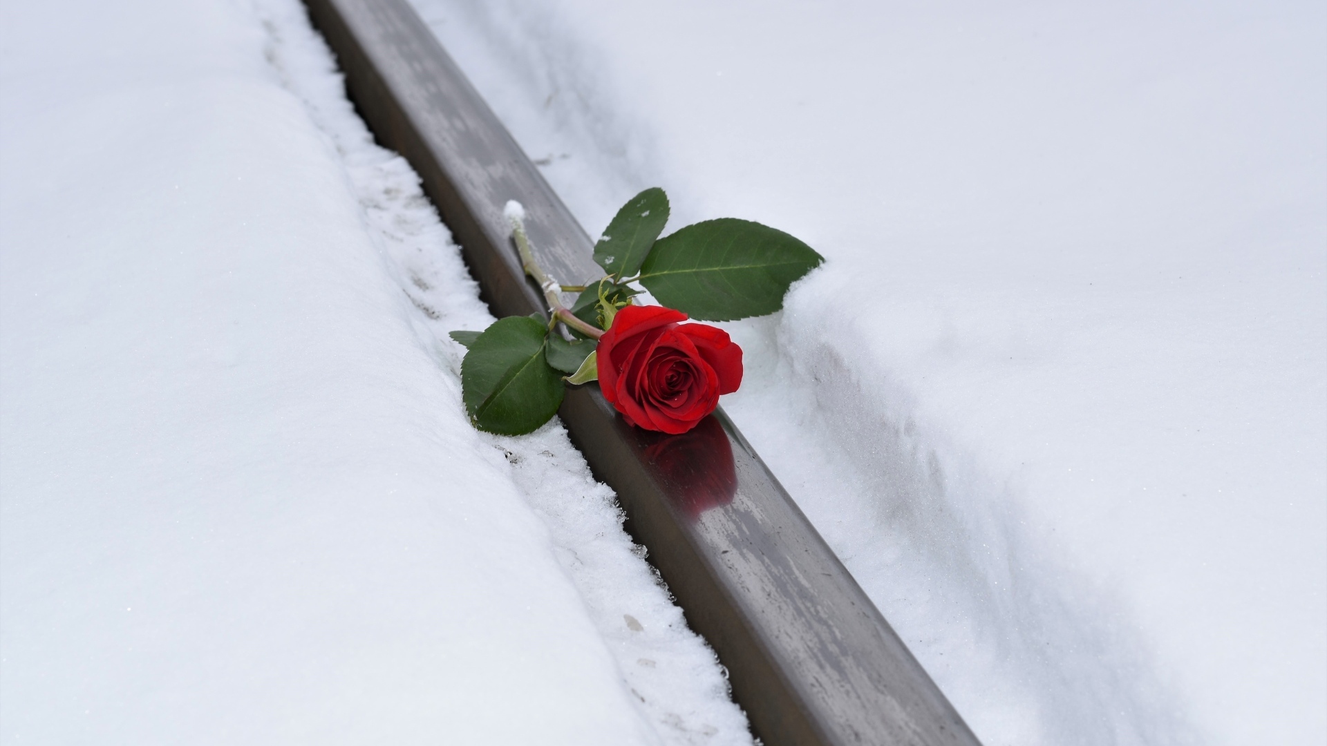 Красная роза на рельсах зимой