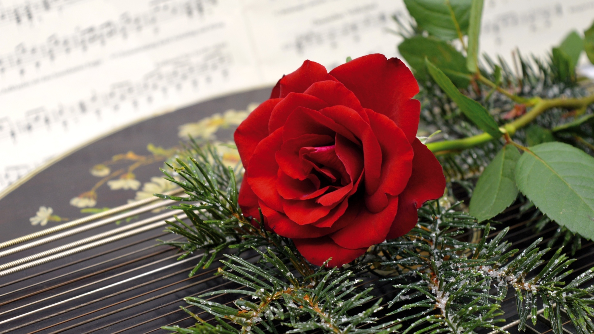 Красная роза с еловыми ветками на нотах 