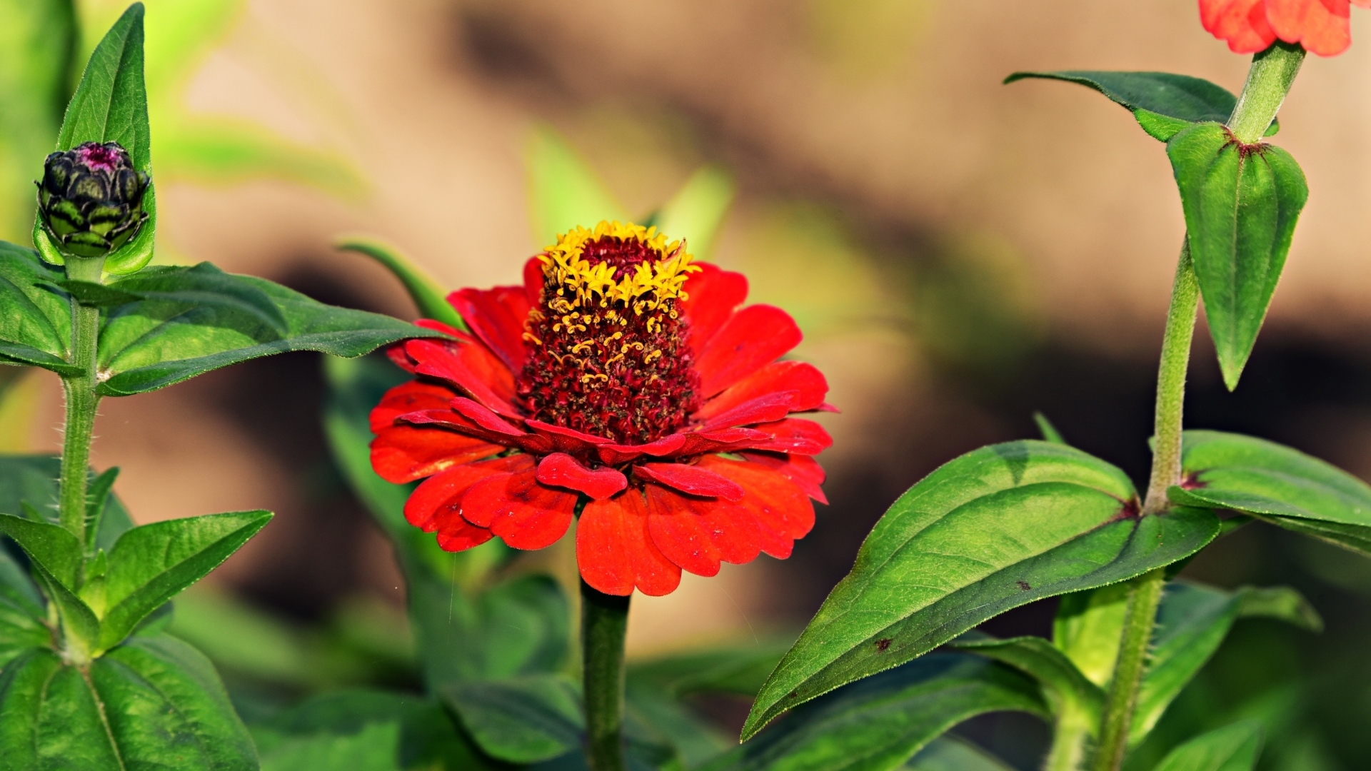 Красные цветы цинния на клумбе