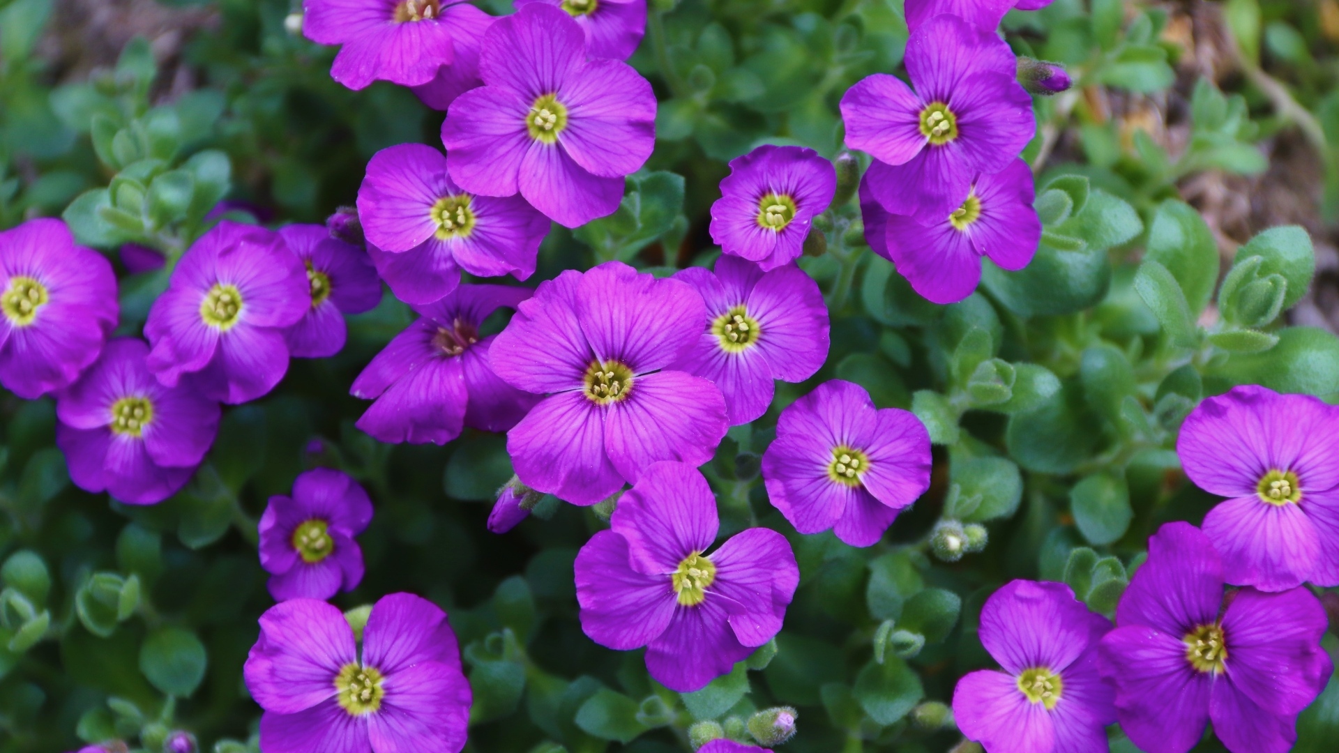 Мелкие сиреневые цветы обриета