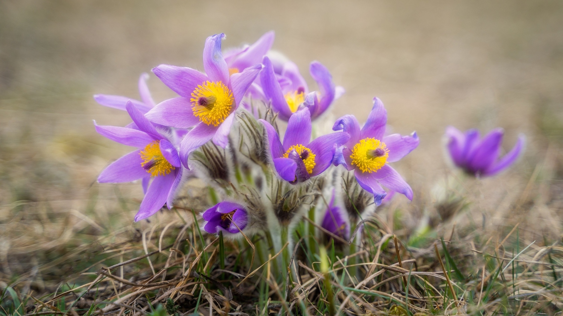 Маленькие цветы прострела растут в траве