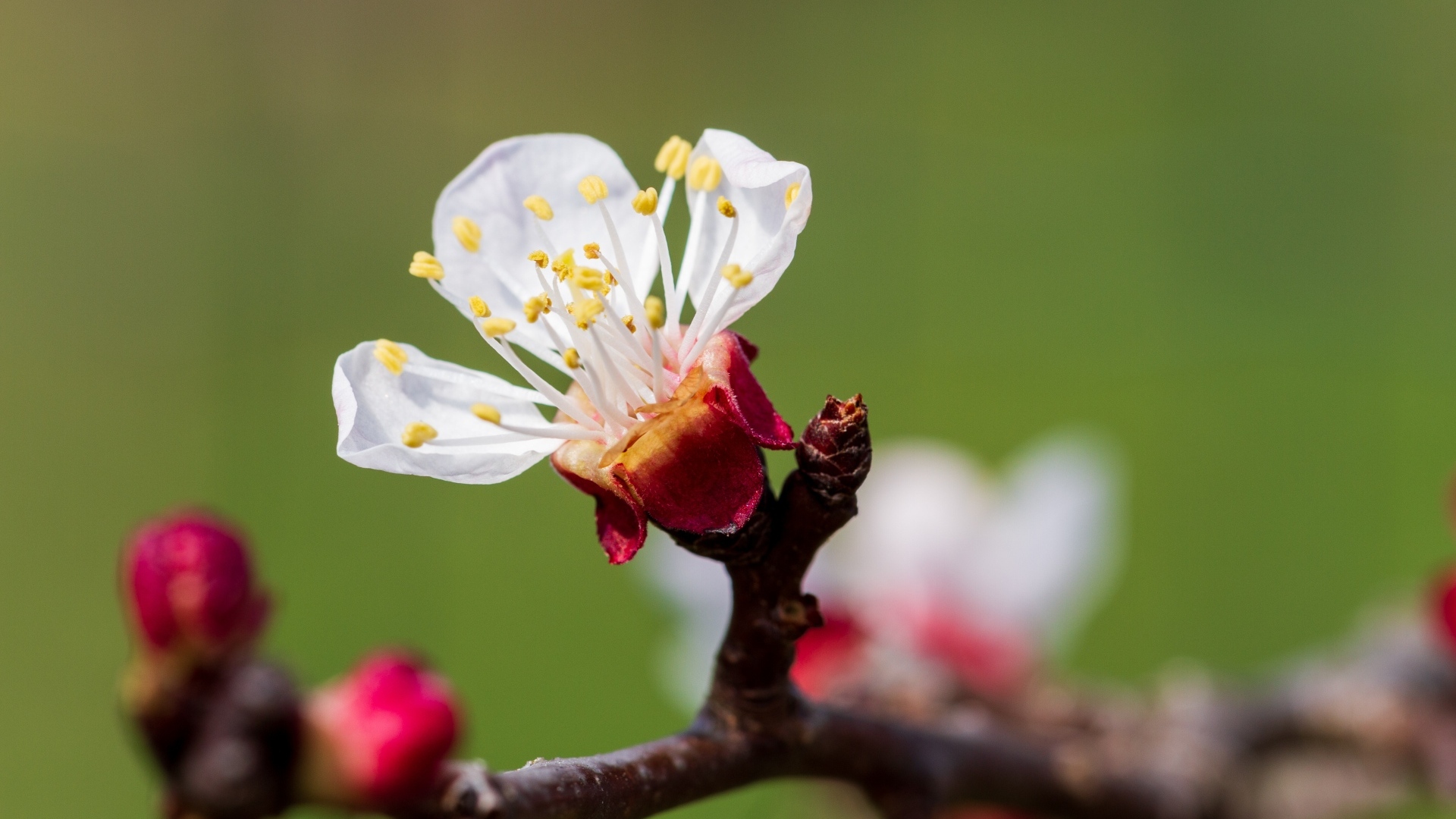 Маленький розовый цветок на ветке абрикоса весной