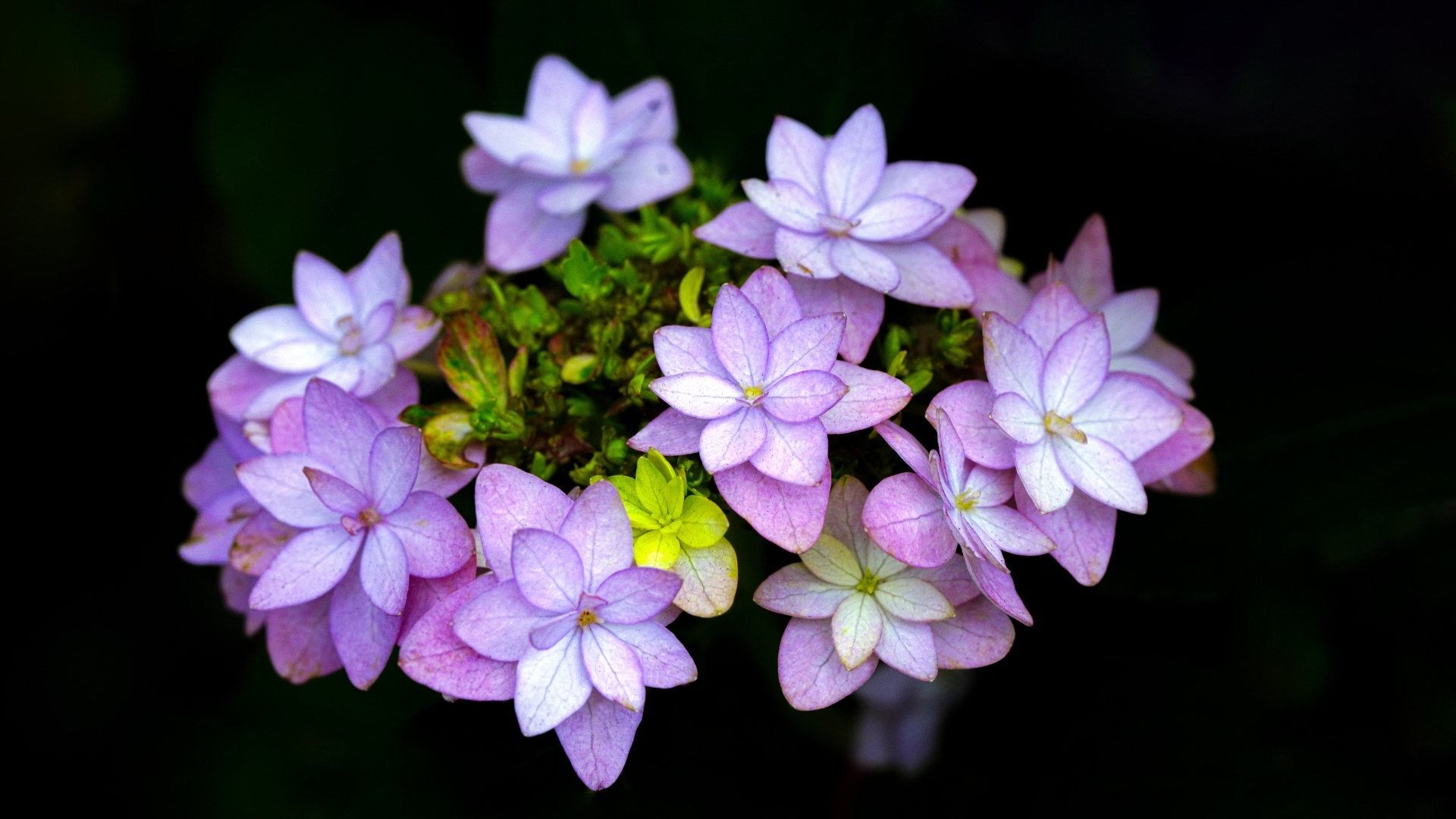 Мелкие розовые цветы на черном фоне