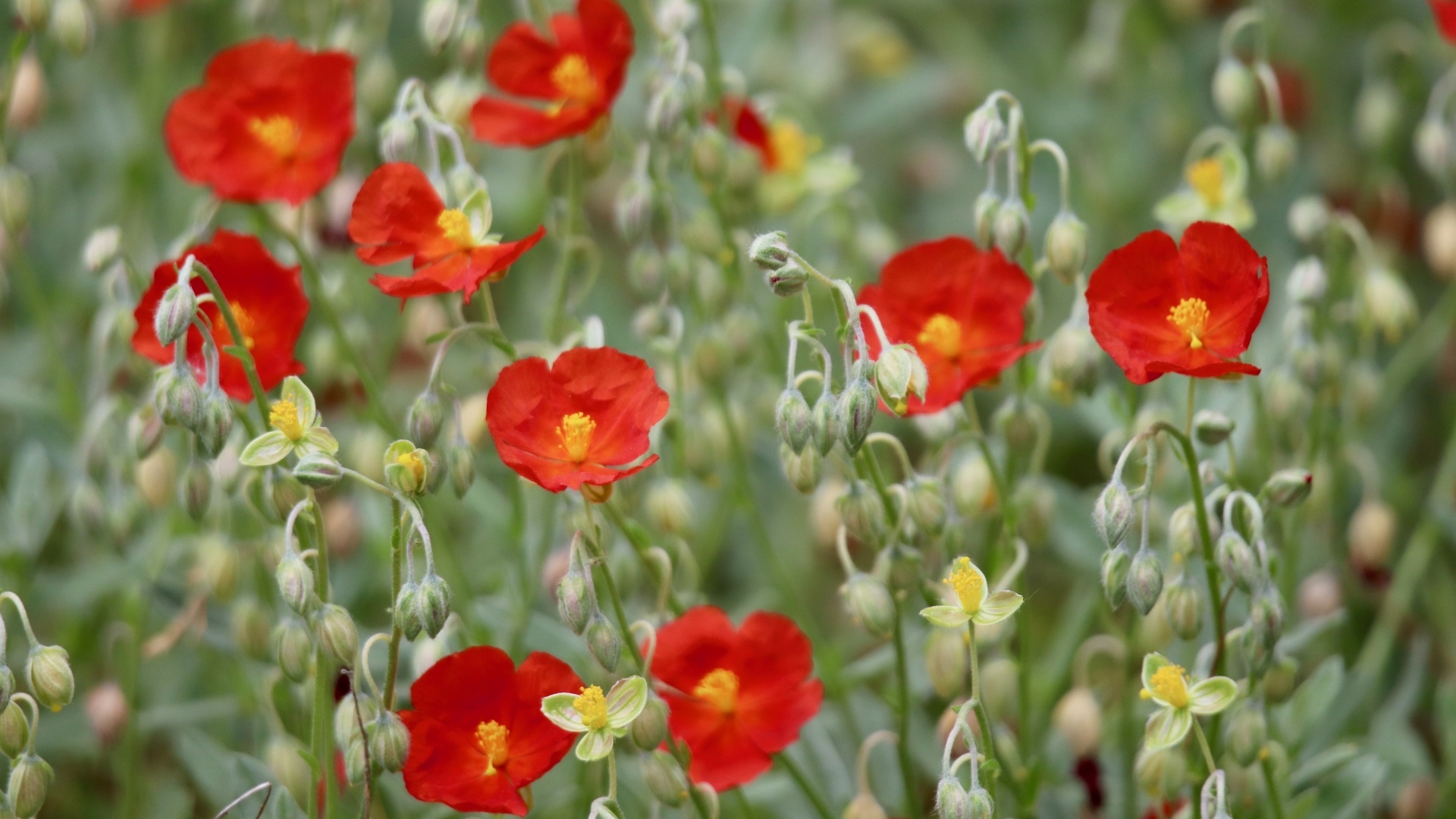 Маленькие красные цветы с бутонами крупным планом
