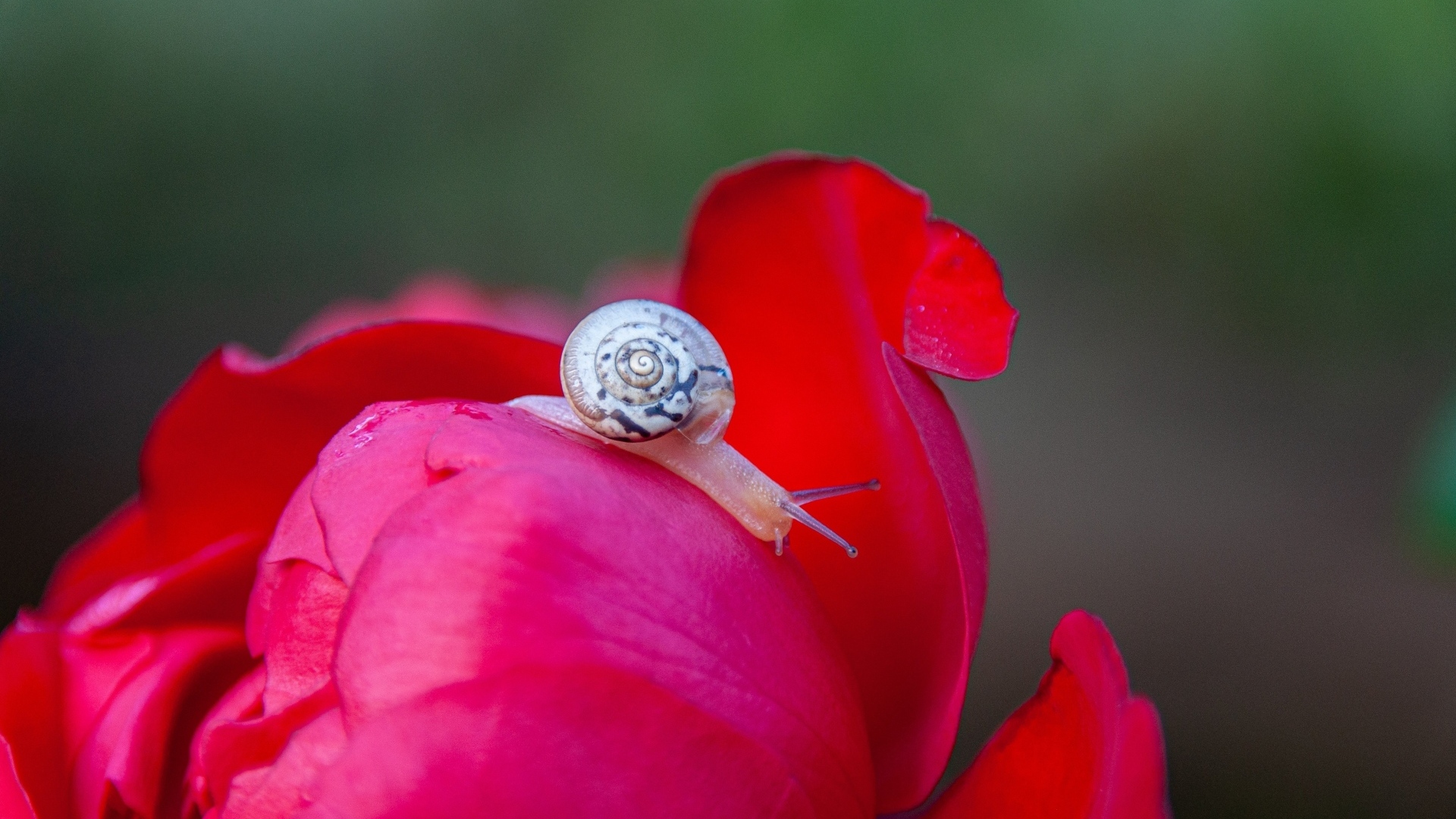 Маленькая улитка на цветке пиона