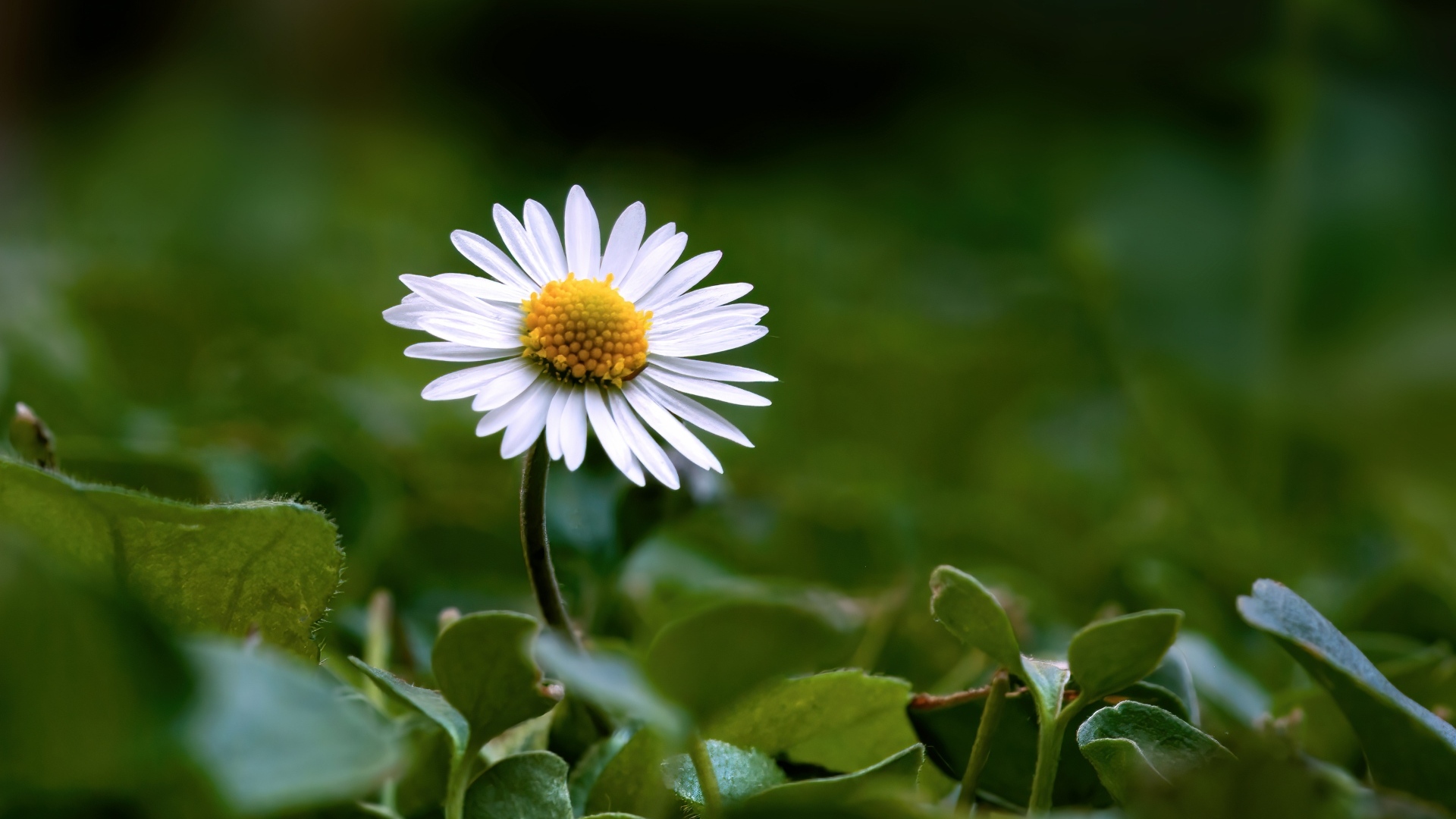 Маленький белый цветок ромашки в зеленых листьях